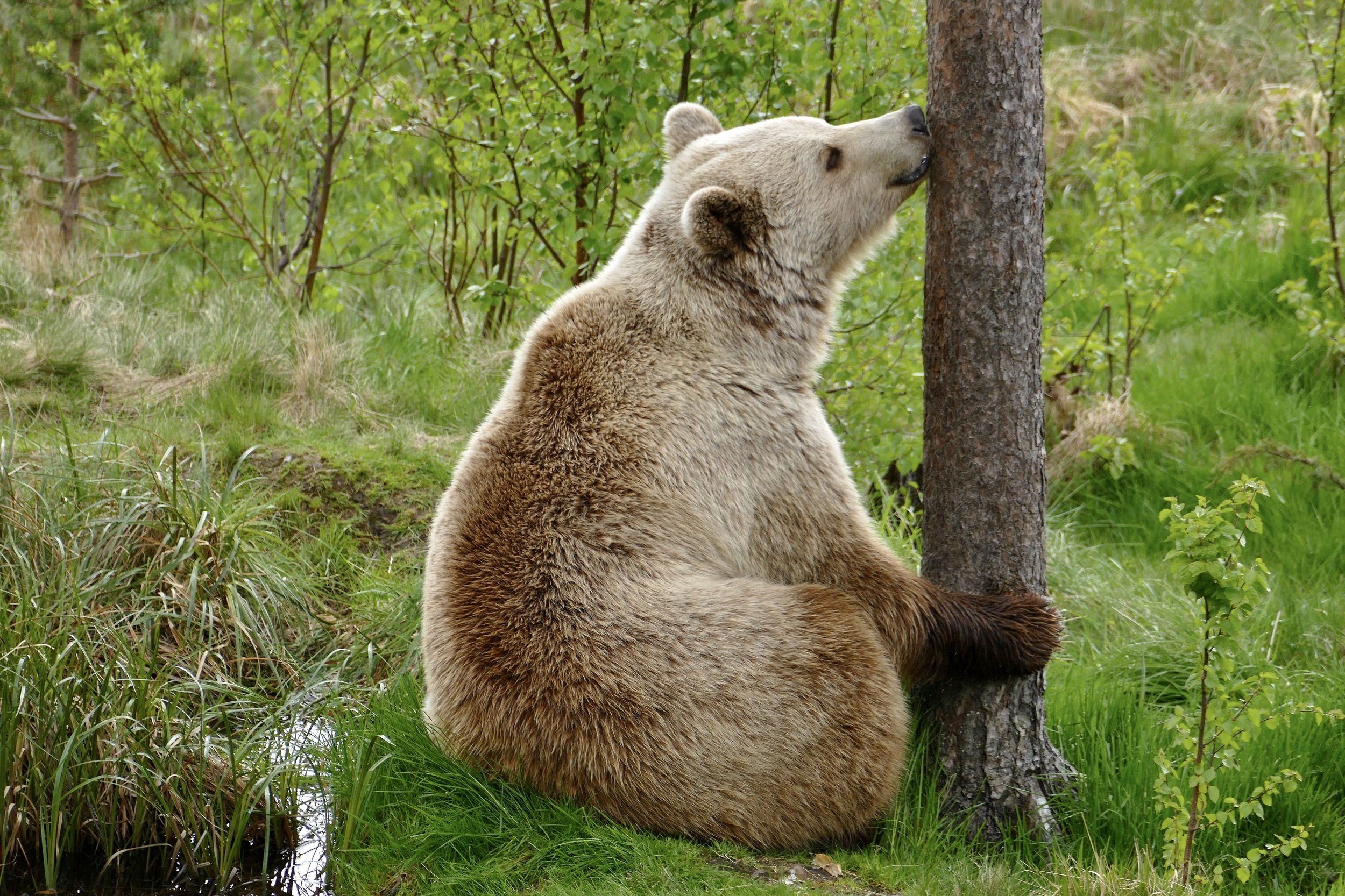 animals, brown bear, bear, nature, national park, Norway, forest, tree, smell, colors, , Svetlana Povarova Ree