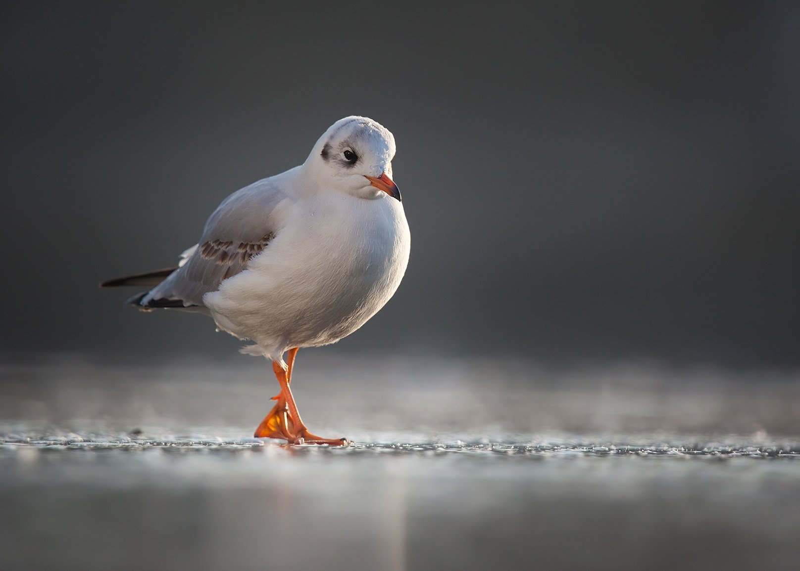 , Robert Adamec