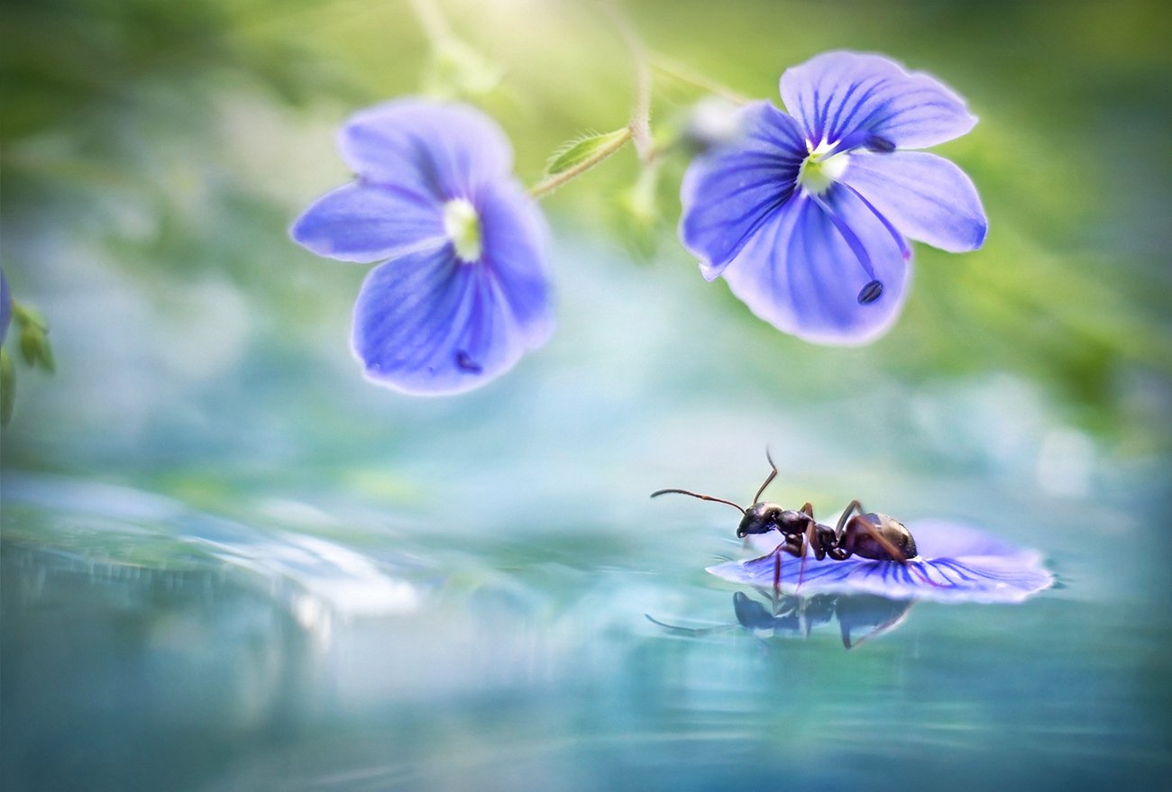 муравей, макро, вода, цветы, весна, пруд, отражение, насекомое, Dana S.