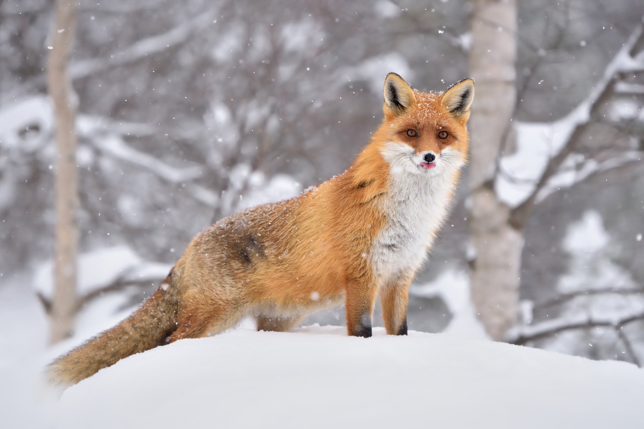 wildlife, nature, snow, fox, vulpes vulpes,, Ľubomír Novák ٿ