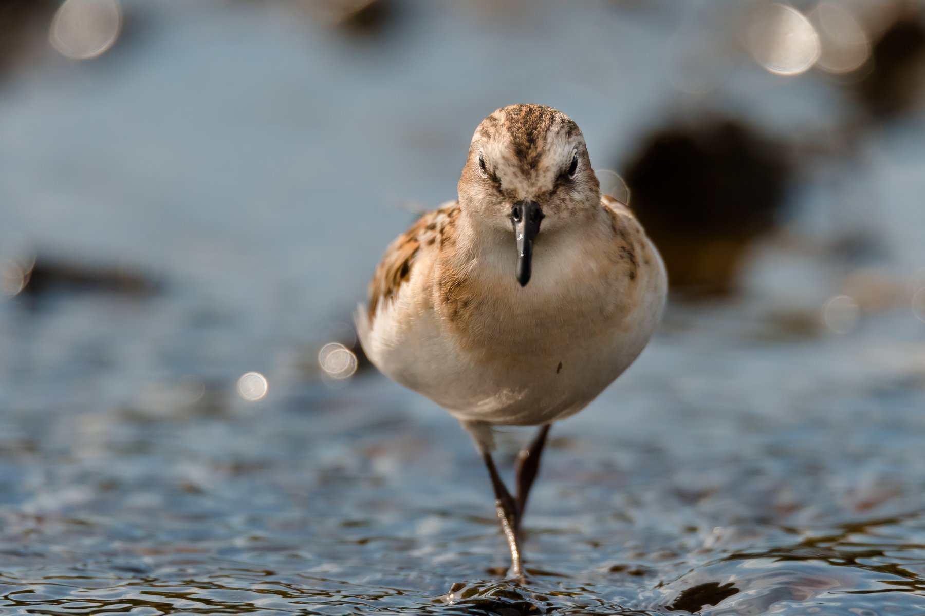 птица в анфас,Кулик-воробей,Calidris minuta,песочник,кулик, блики, вода, мель, Москва река, птицы Подмосковья, пролётные птицы, Ксения Соварцева