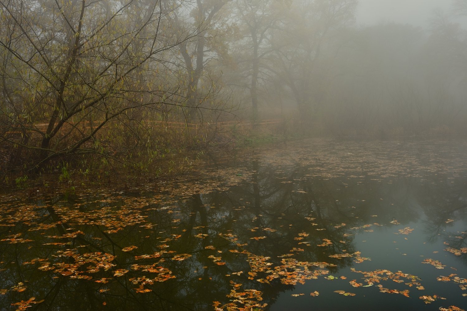 осень листва утро лес туман пруд, Александр Жарников