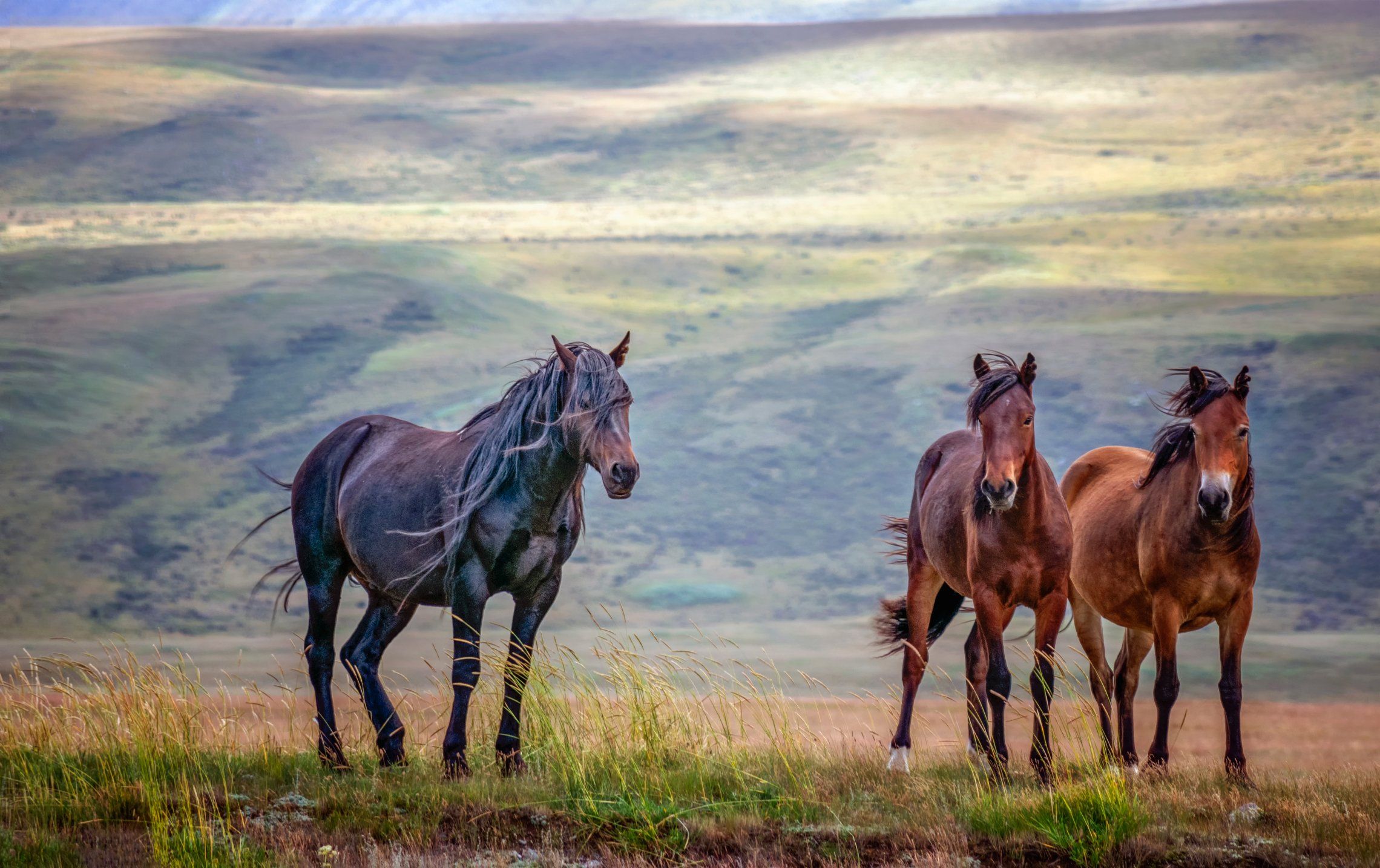 горный алтай,лето,лошади,  lora_pavlova