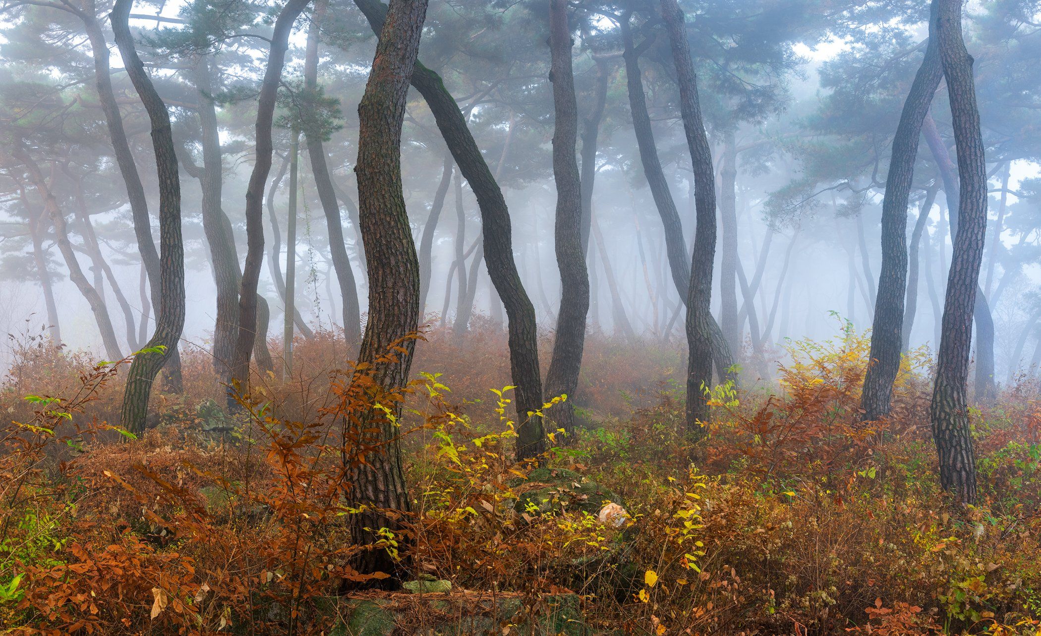 forest, light, park, trees, pine, korea, colors, tree trunk, dance, Jaeyoun Ryu