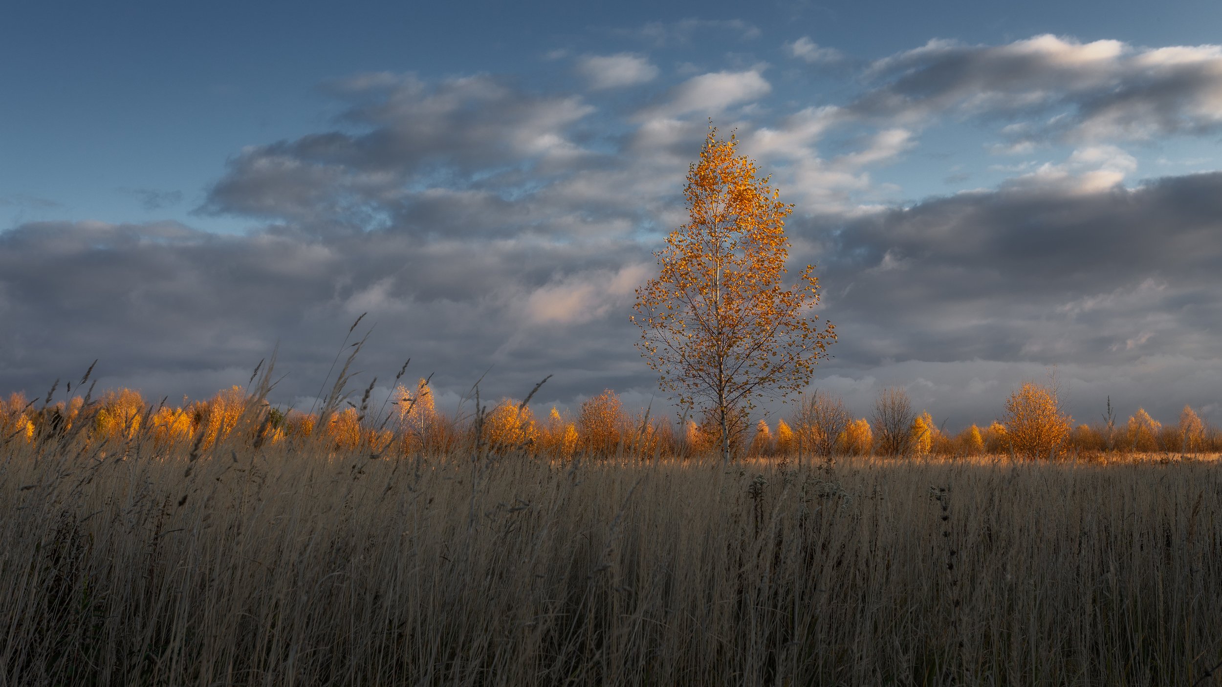 золотая осень, природа, пейзаж, Московская область, Мартыненко Дмитрий