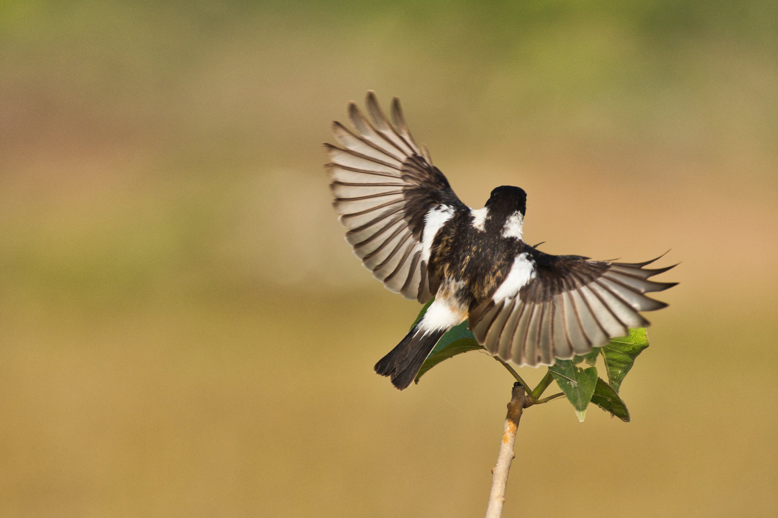 windlife, Birds, Gokul Addanki