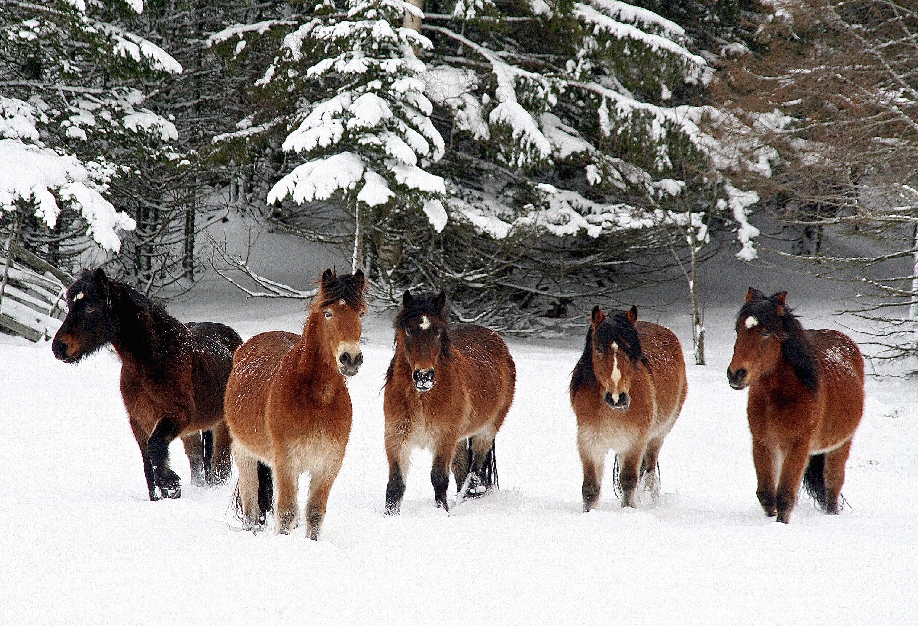 animals, nature, colors, landscape, Norway, horses, Iceland horses, white, red, contrast, snow, winter, forest, , Svetlana Povarova Ree