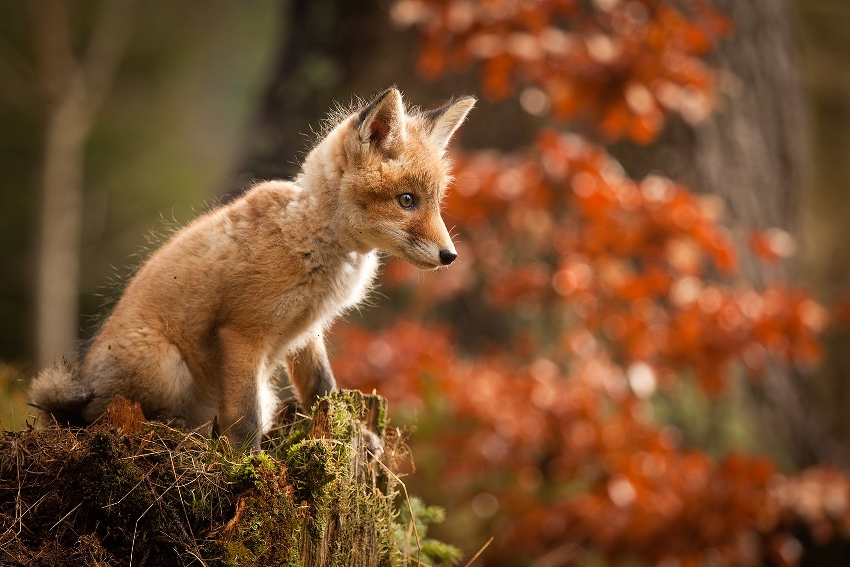 , Robert Adamec