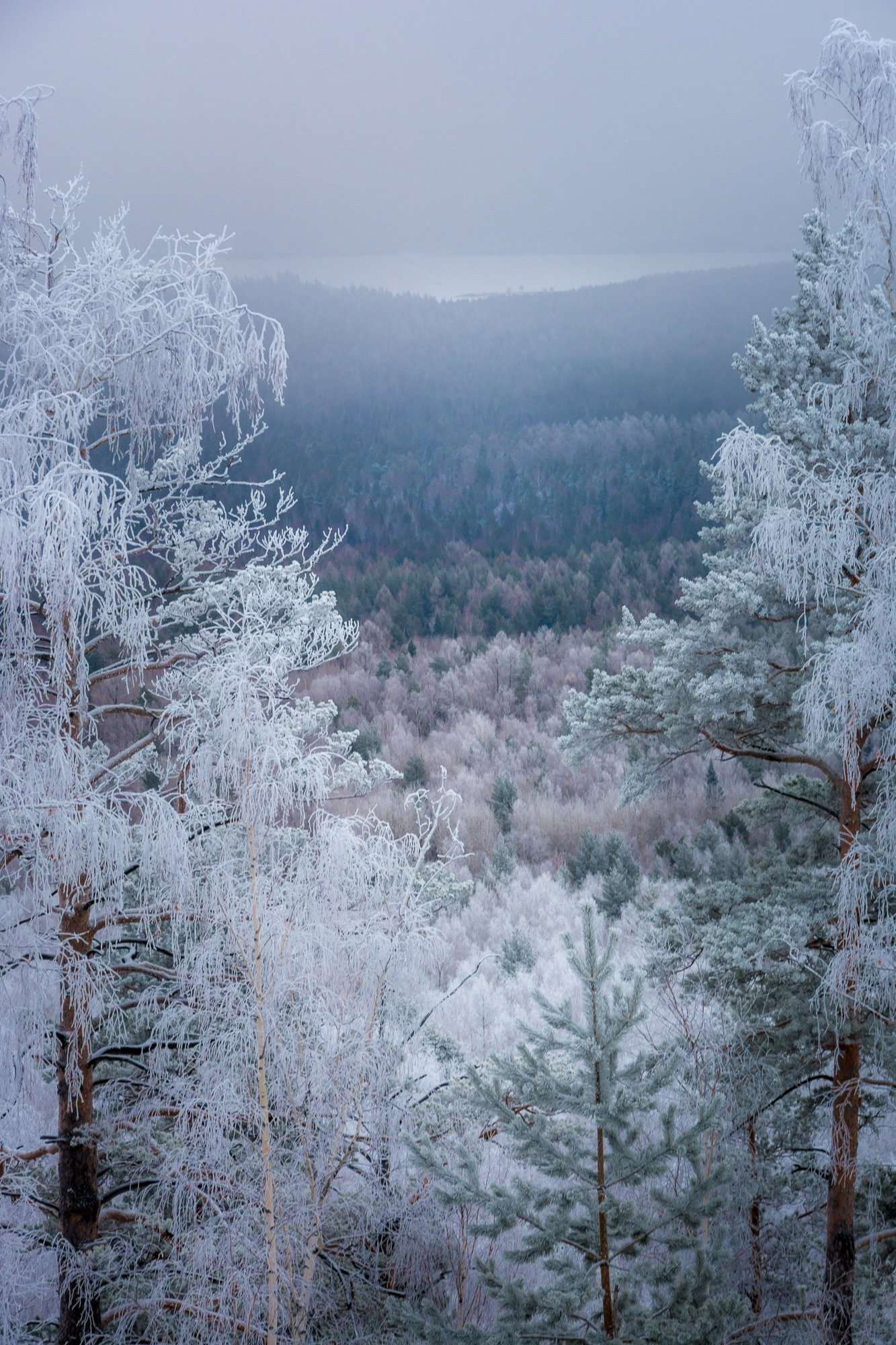 лес зима иней туман, Жданов Дмитрий