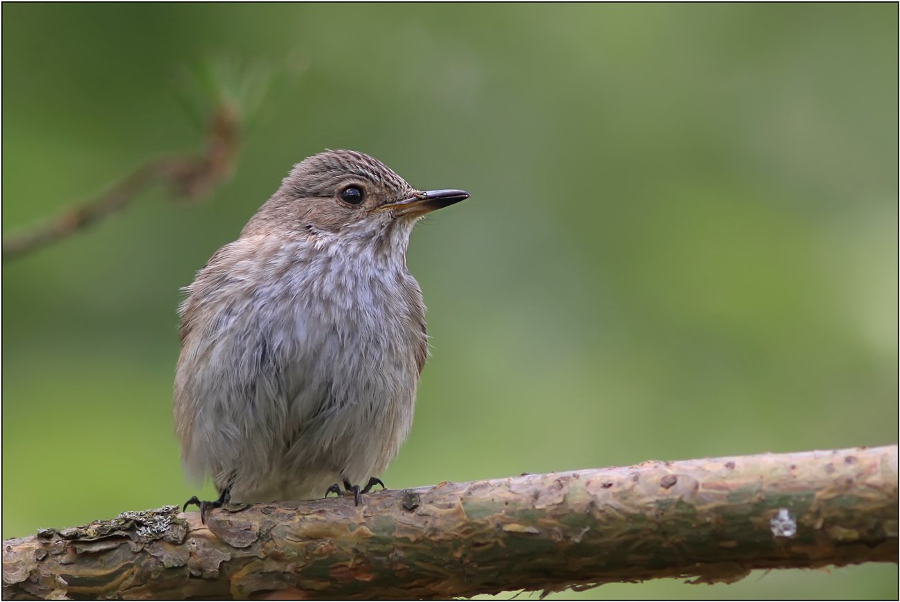 серая мухоловка, muscicapa striata, Леонид