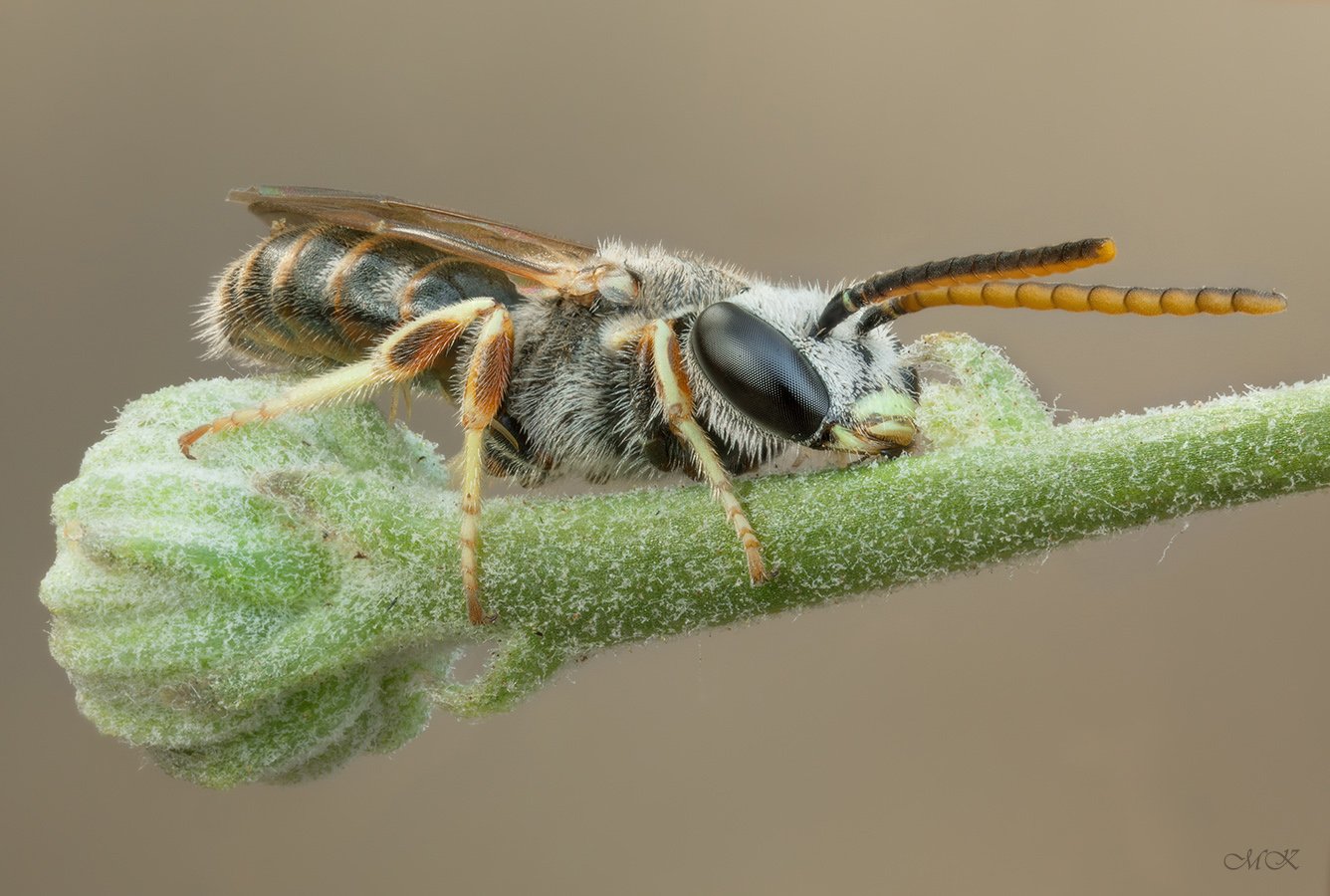 halictus, bee, tetrazonianellus, Miron Karlinsky