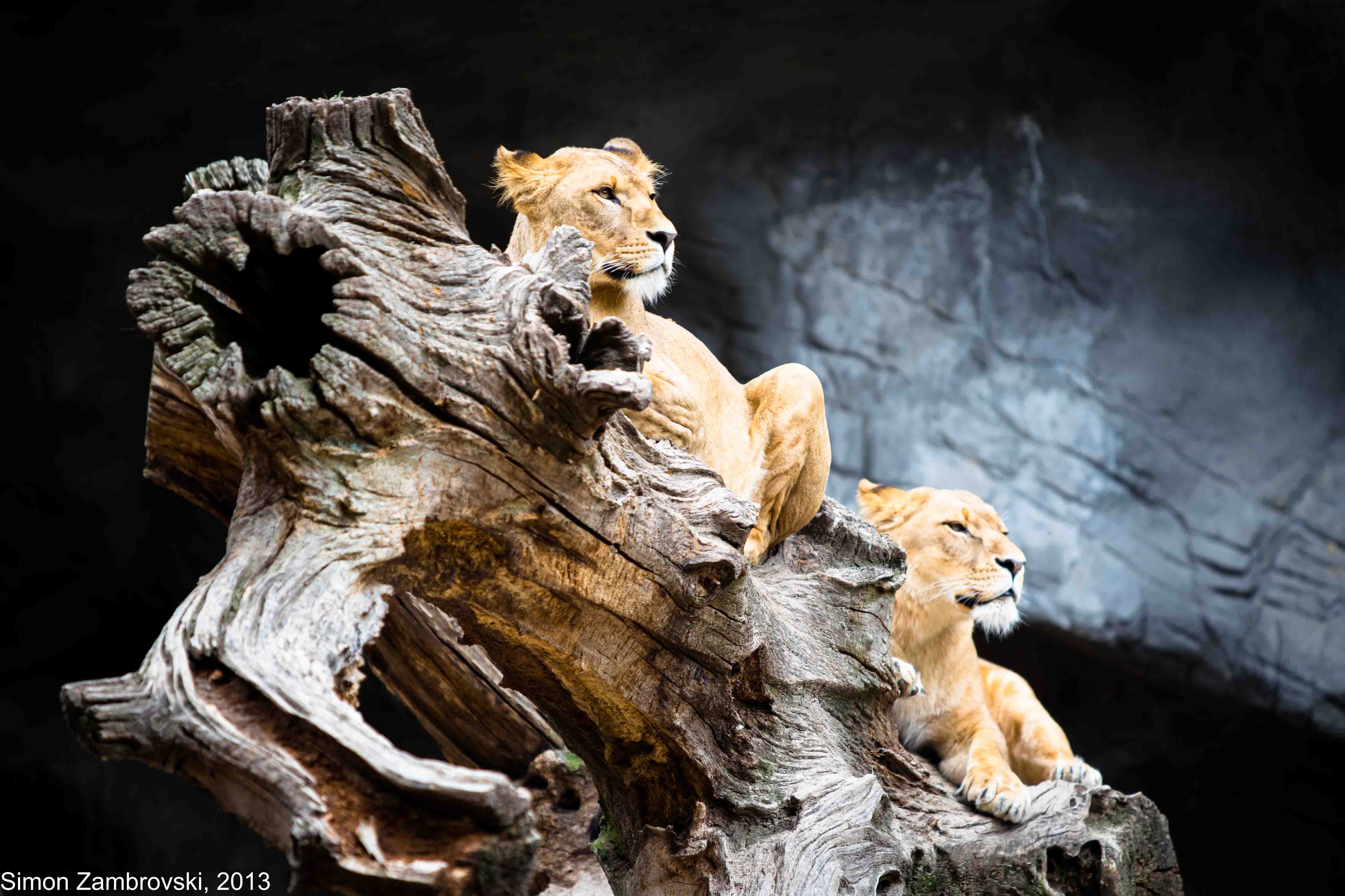 Hagenbeck, lion, Power, pride, Strong, Zoo, Увереность, Семён Замбровский