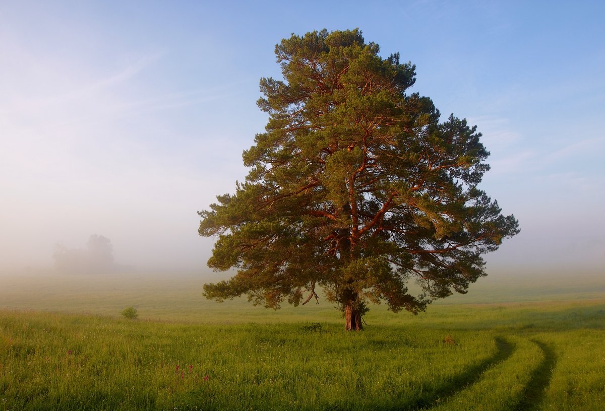 дерево, дорога, сосна, трава, туман, утро, Денис Лукьяненко