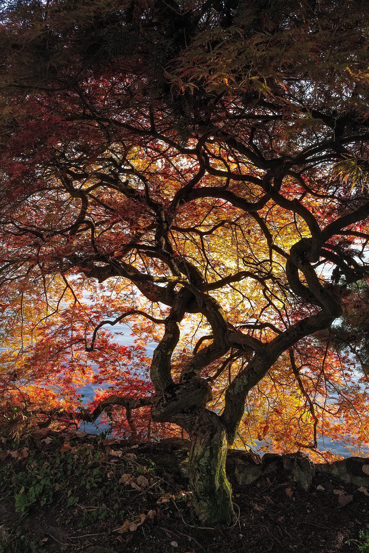 дерево, осень, листья, желтый, багряный,, Андрей Огнев