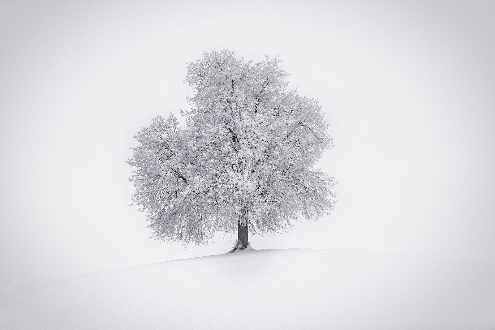 tree, winter, snow, white, снег, зима, дерево, Emelyanov Alex