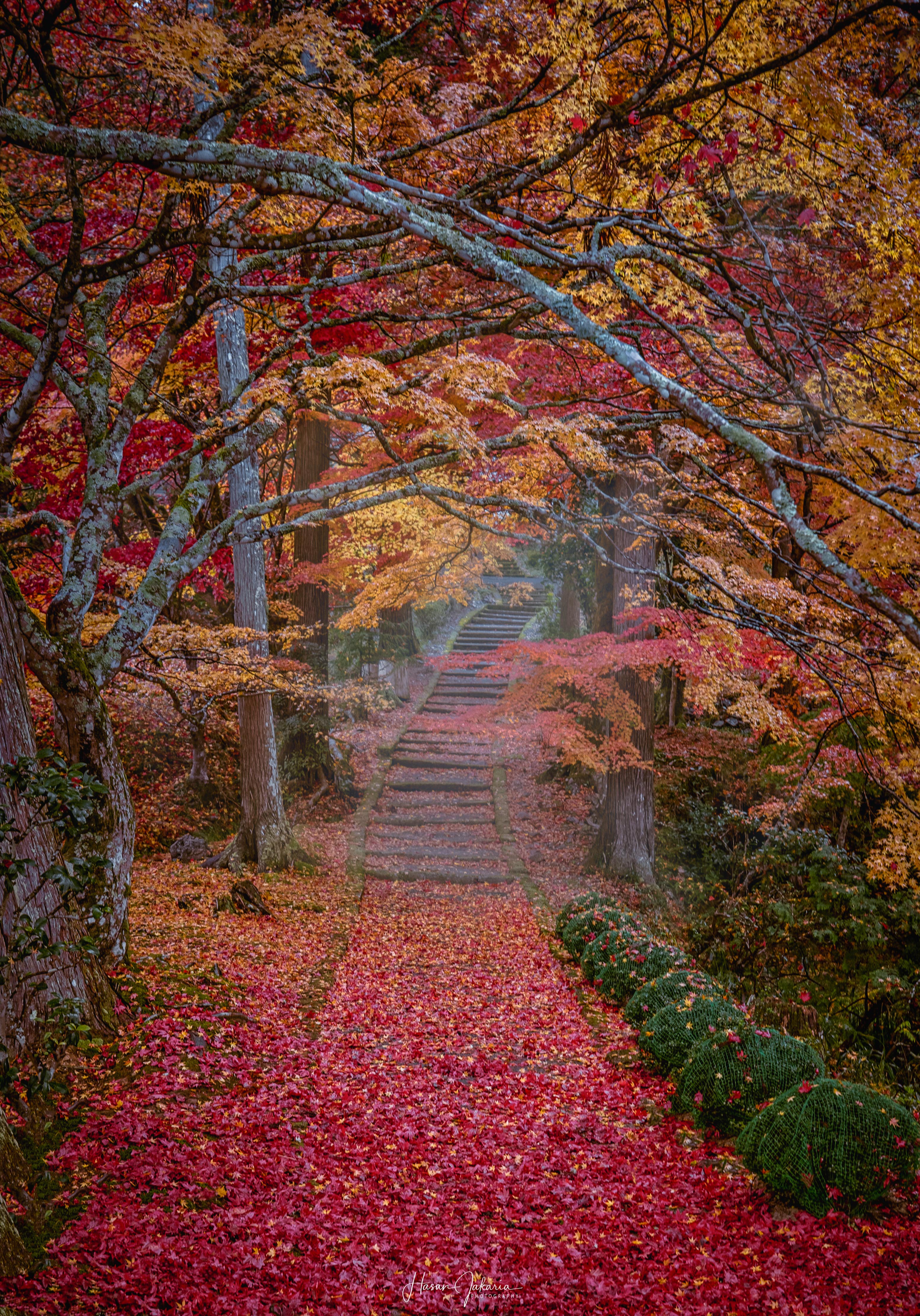 autumn kyoto japan , Hasan Jakaria