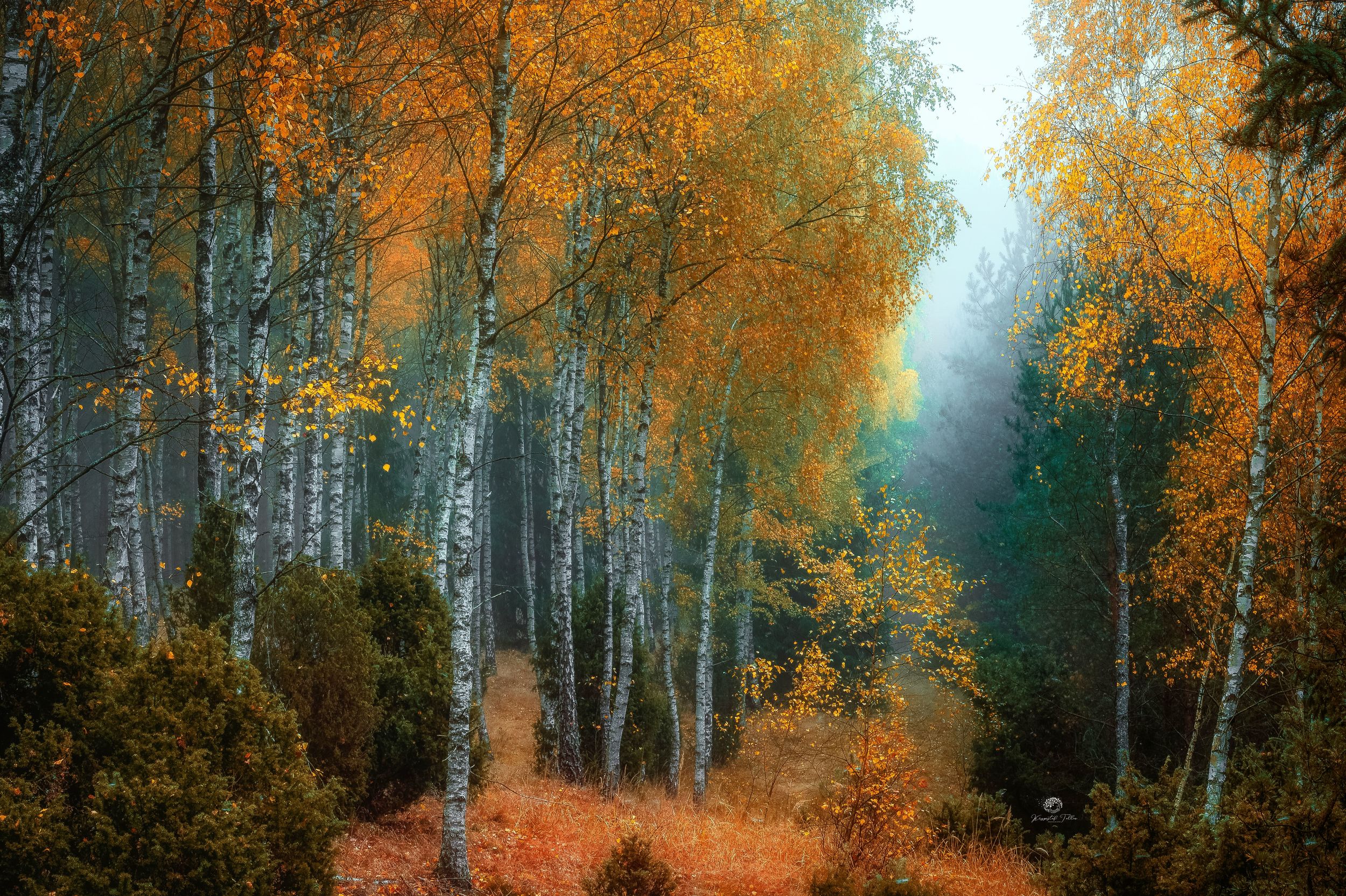 jesień, brzozy, las, atmosfera, kolory jesieni, krajobraz, mgła, światło, drzewa, poranek, nikon, Krzysztof Tollas