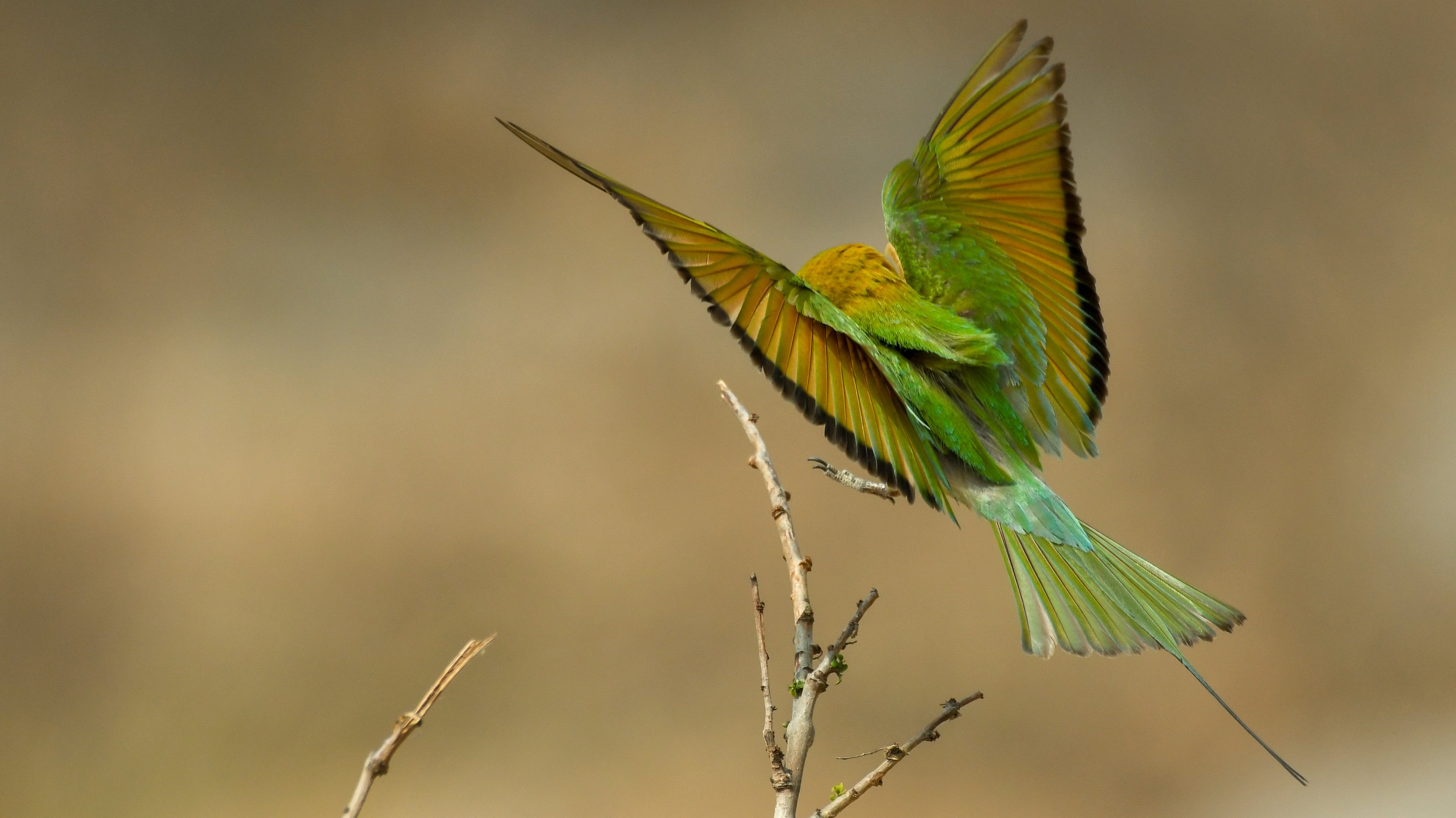 wildlife, birds, Gokul Addanki