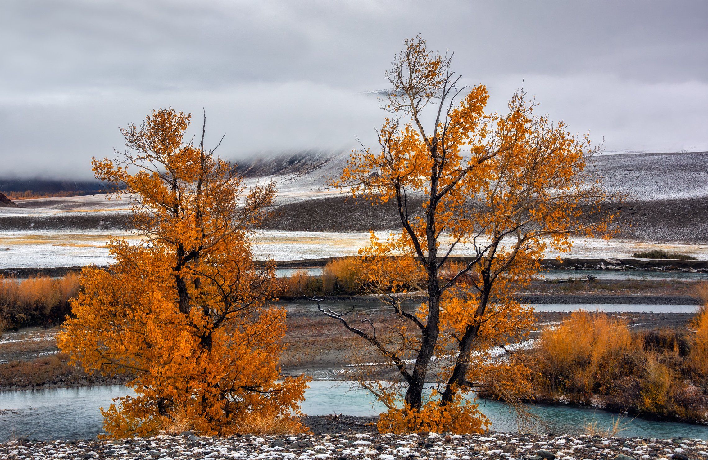 горный алтай,осень,река чаган-узун,тополиная роща,туман,  lora_pavlova