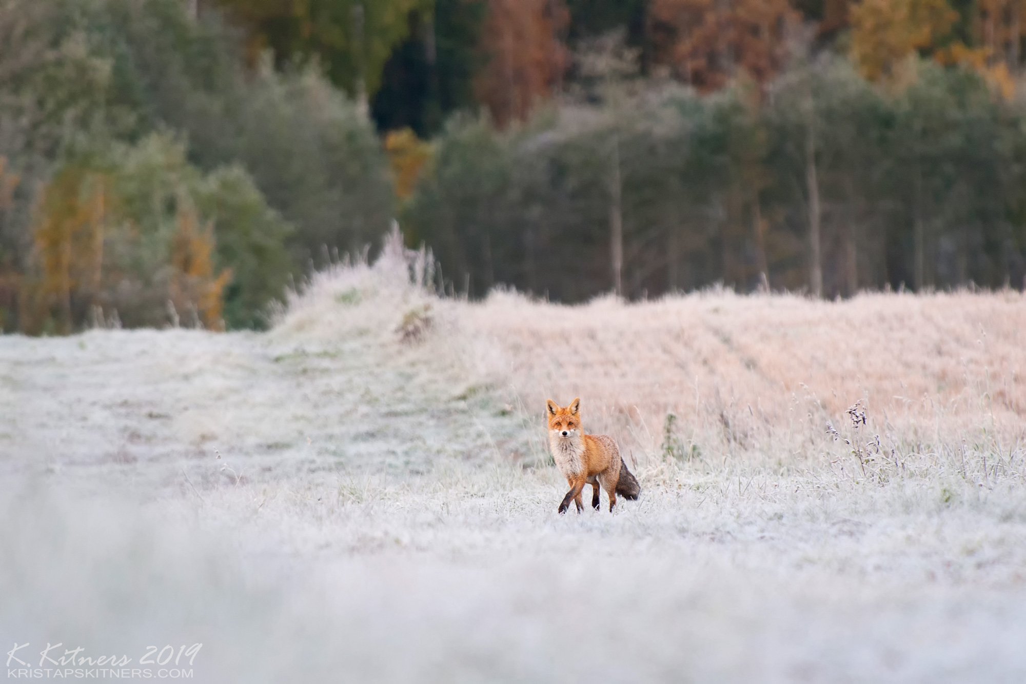 animal nature cold freeze autumn october fox frost latvia, Kristaps Kitners
