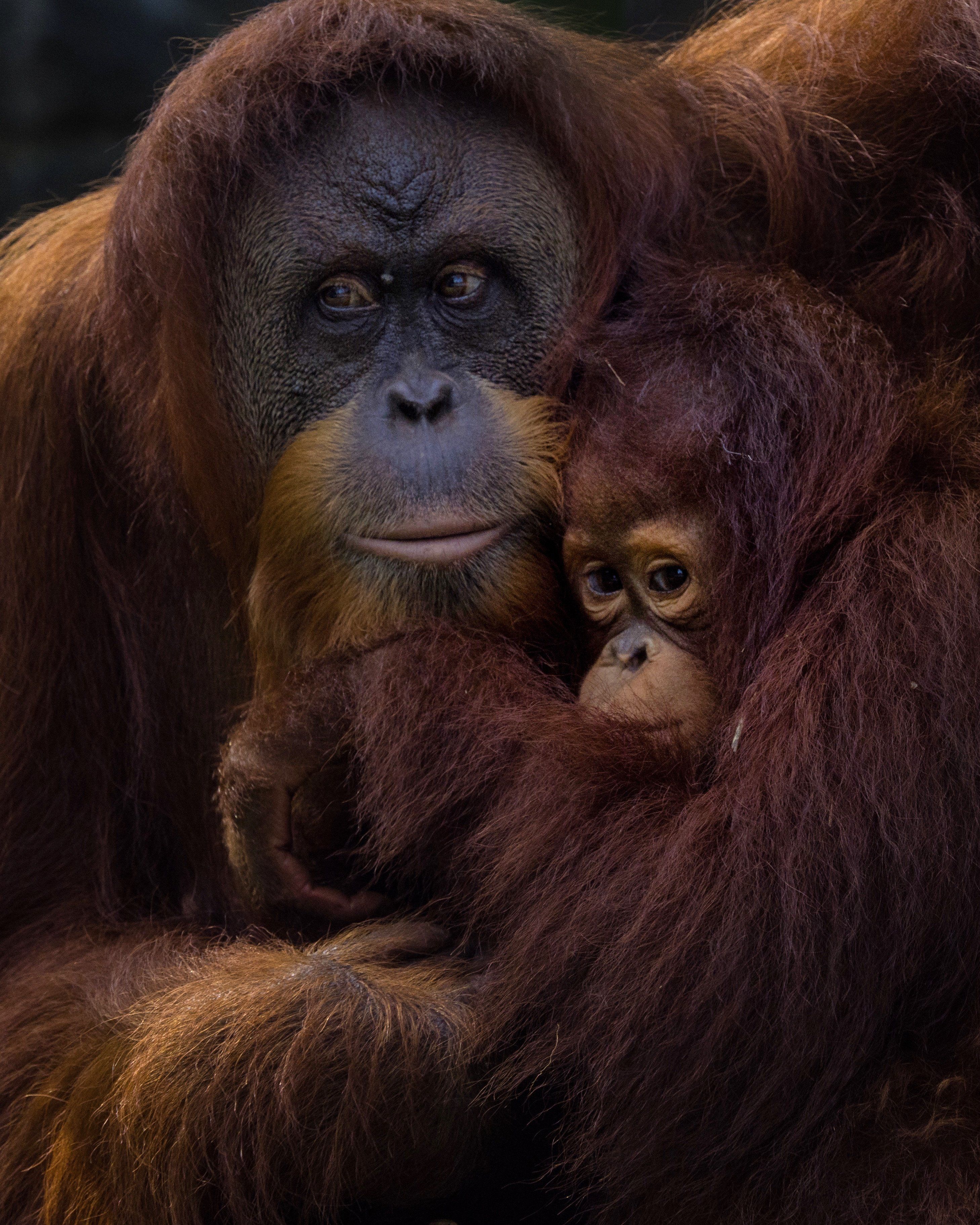 #orangutan #zoo, Eka Novianto Nugroho