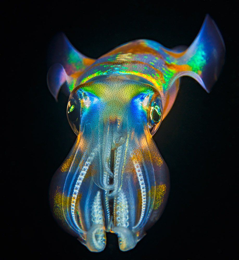 squid, Андрей Савин