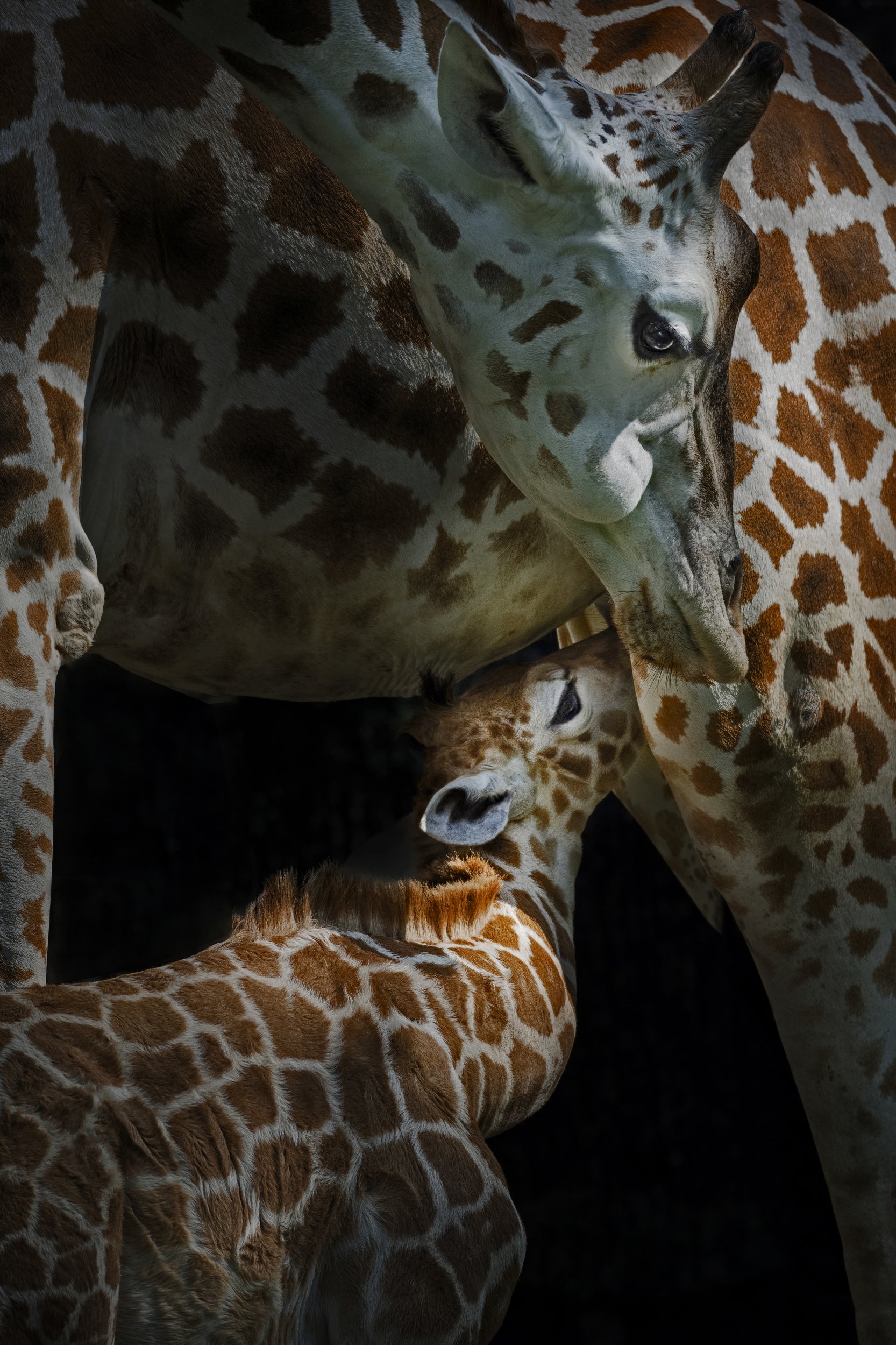 #giraffe #animal #zoo, Eka Novianto Nugroho