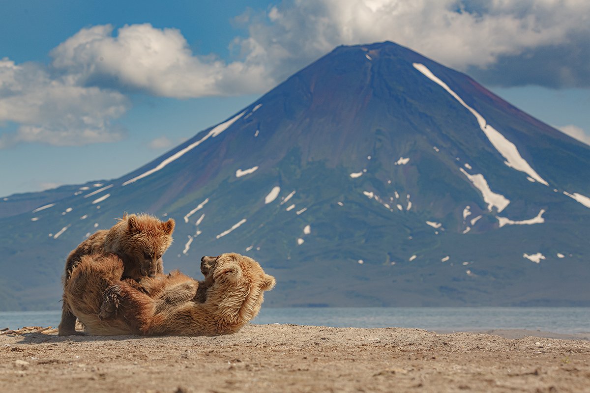Камчатка, вулкан, медведь, природа, путешествие, фототур, пейзаж, животные, Денис Будьков