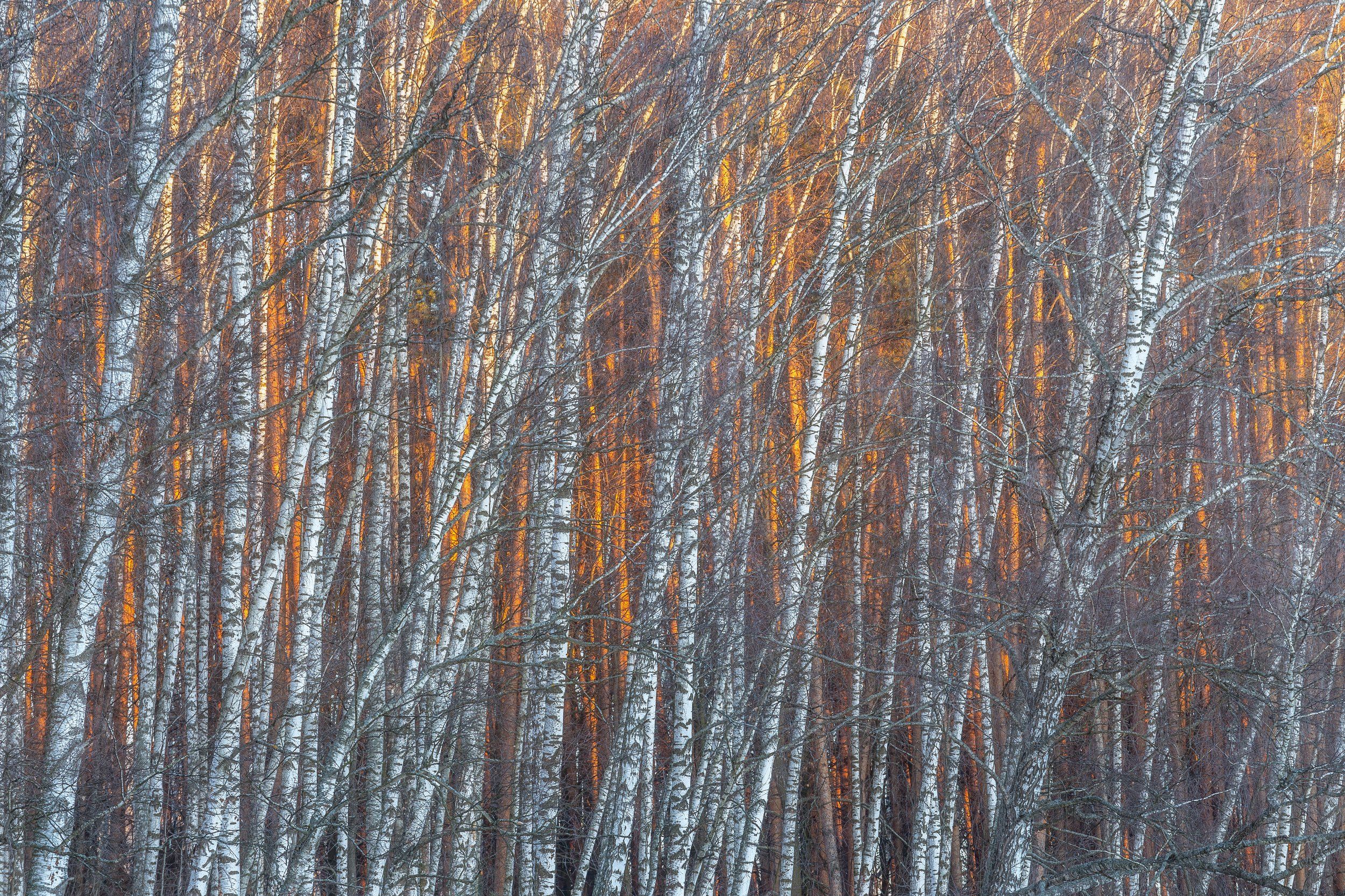 березы, природа, пейзаж, зима, Московская область, деревья, Мартыненко Дмитрий