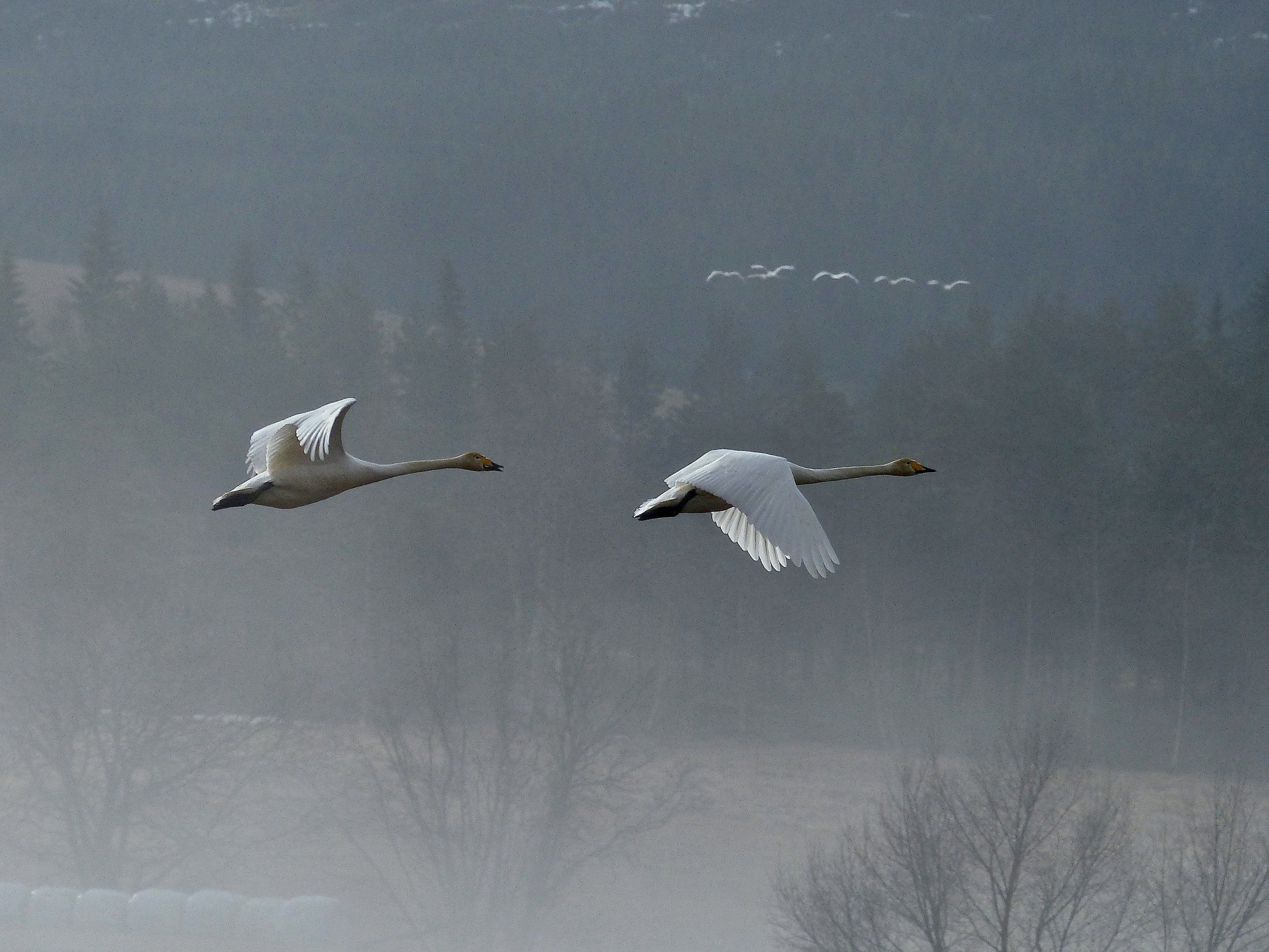animals, birds, swan, nature, fog, landscape, Norway, white, forest, , Svetlana Povarova Ree