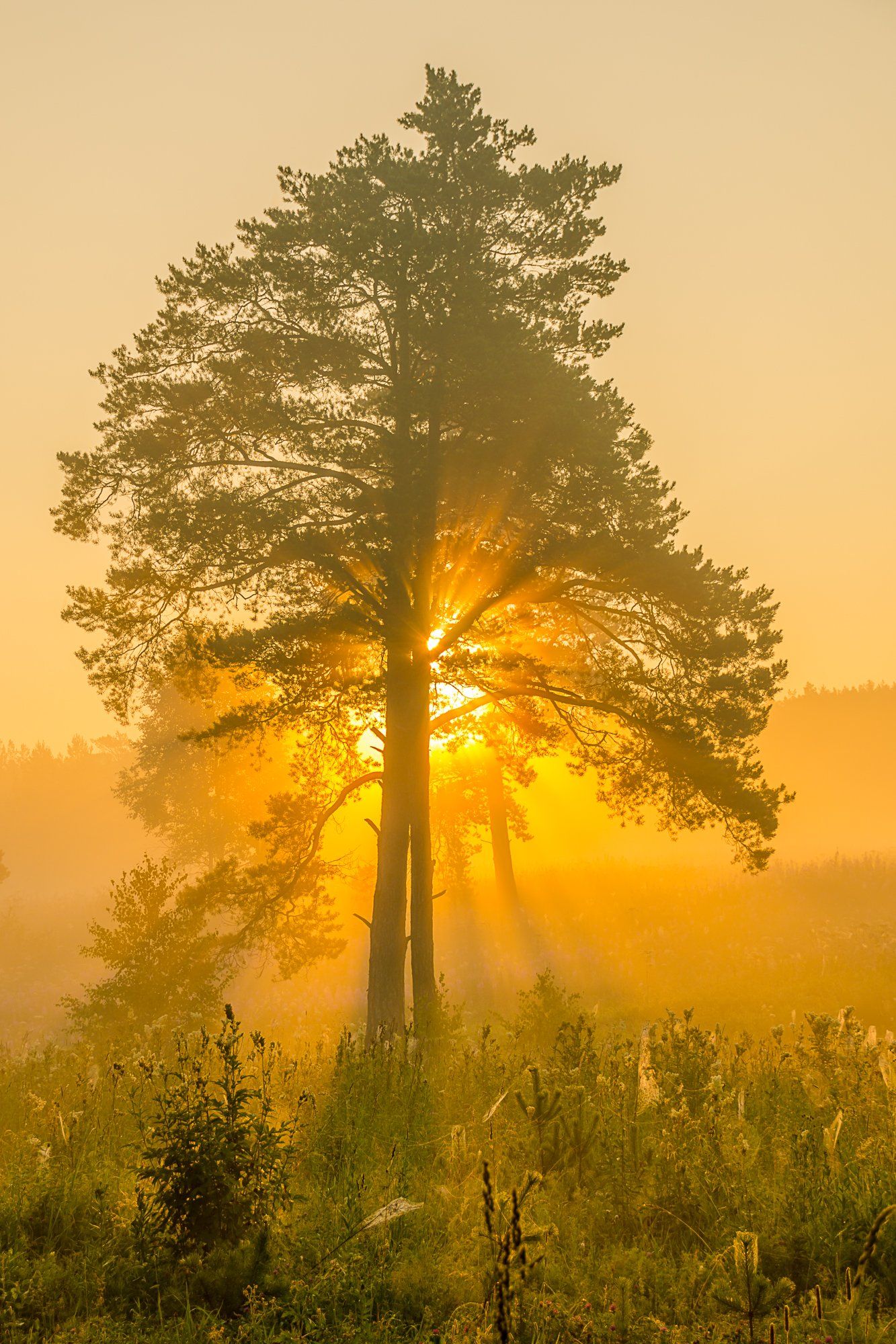 солнце лето сосна дерево туман, Жданов Дмитрий