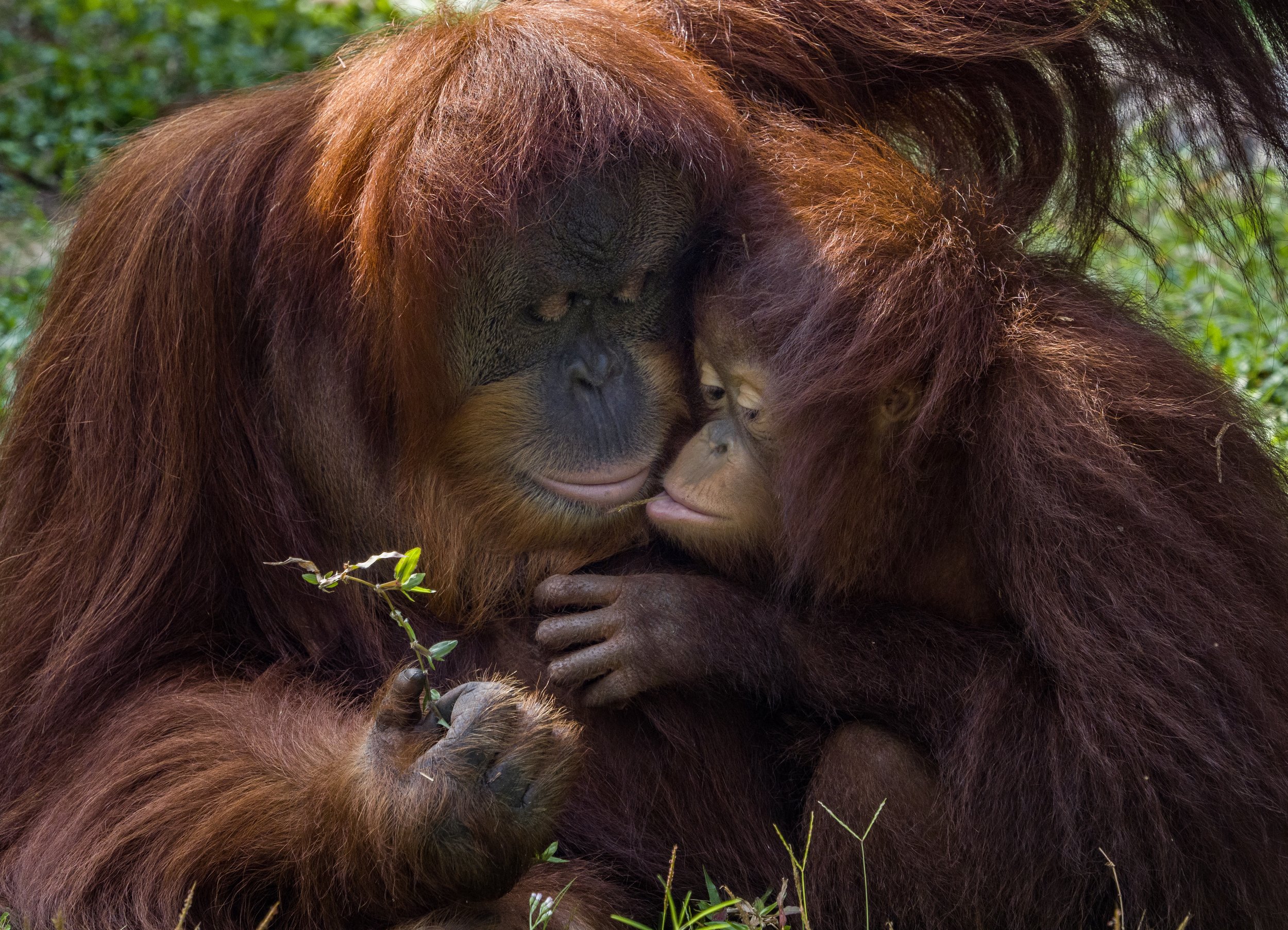 #orangutan #zoo #primate #borneo, Eka Novianto Nugroho