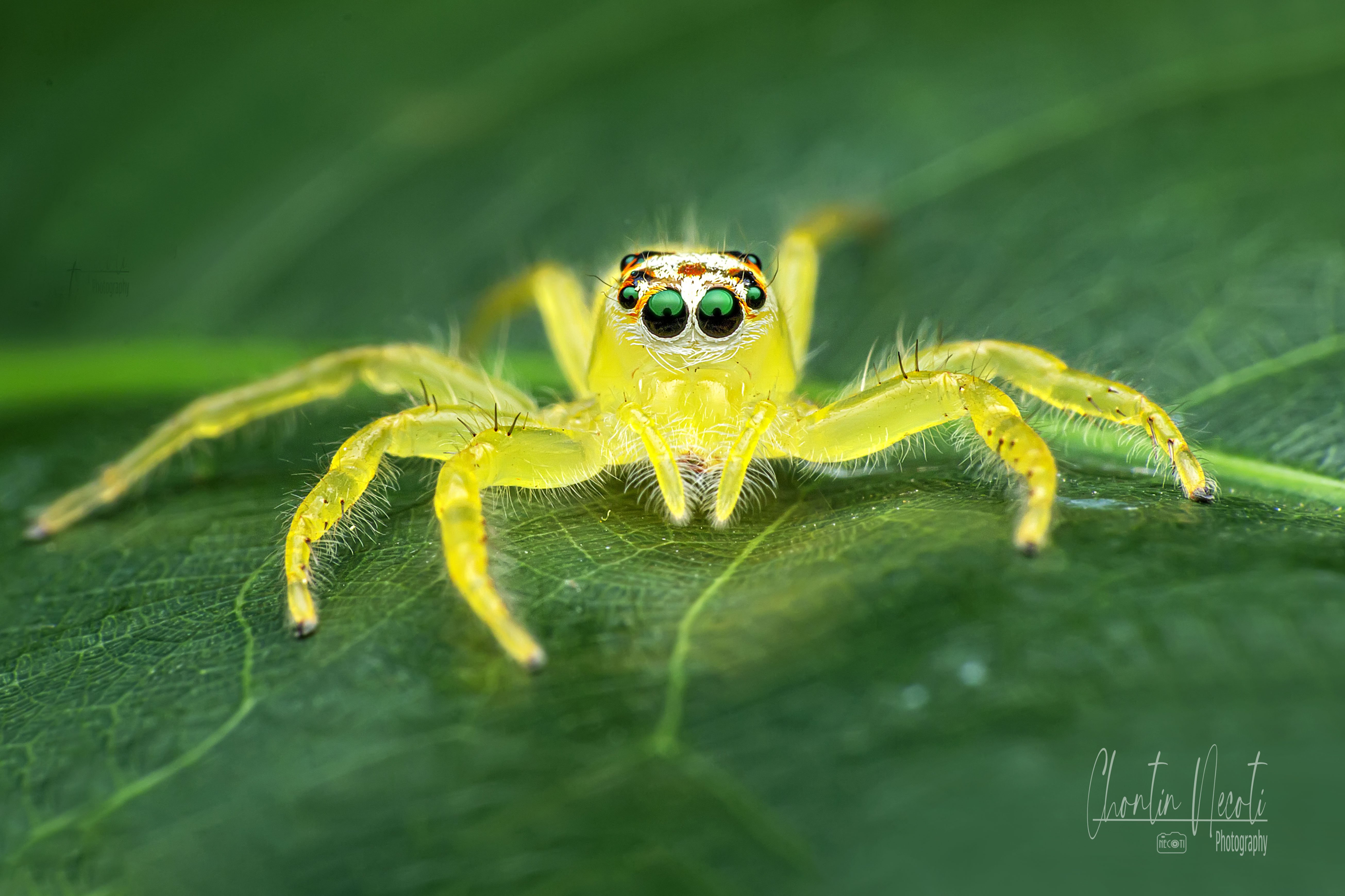 spider, yellow, garden, leaf, green, eyes, macro, beautifull, nature, natural, animal, NeCoTi ChonTin