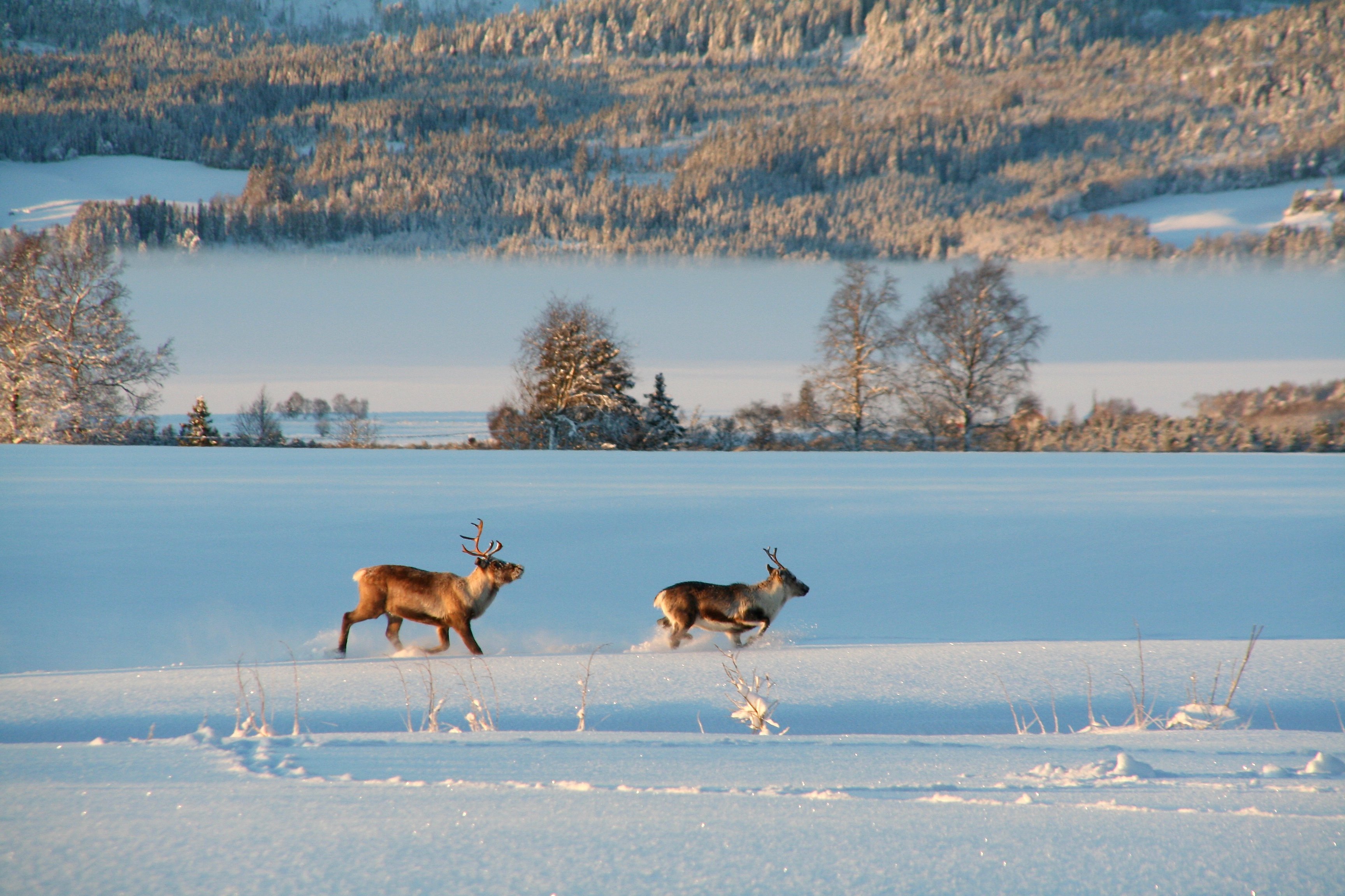 animals, reindeer, Norway, landscape, nature, snow, cold, winter, light, sun, forest, frost, , Svetlana Povarova Ree
