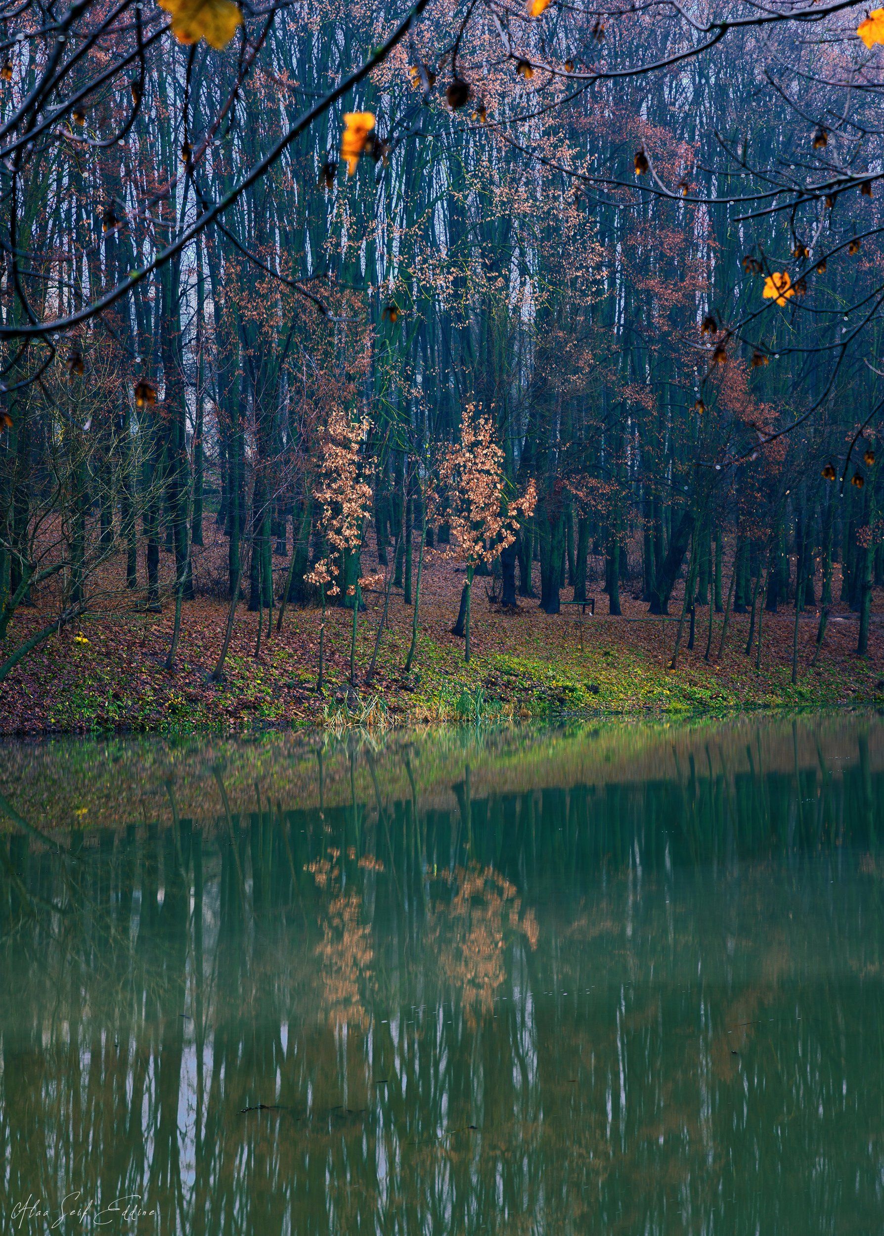 landscape, nature, winter, scenery, photography, silence, alone, Alaa Seif Eddine