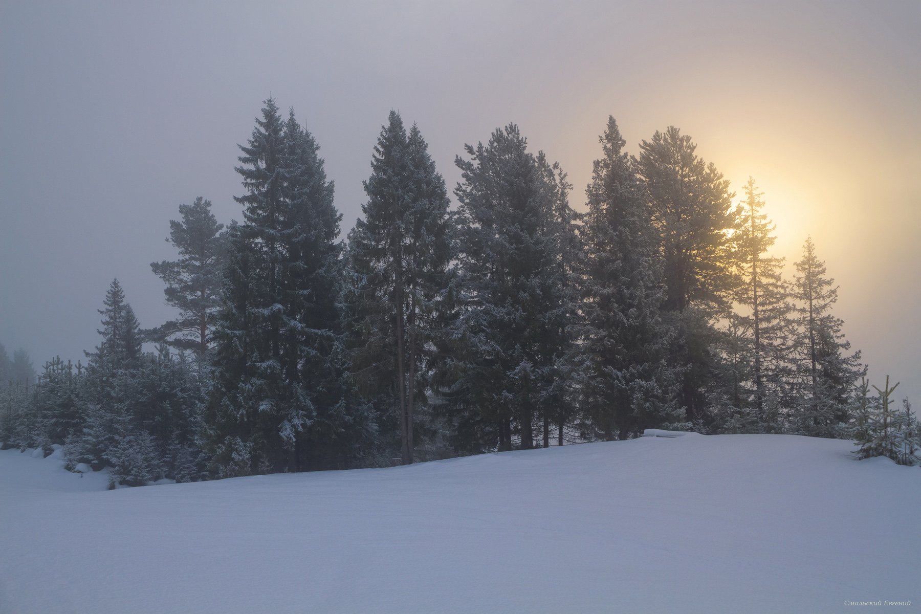 туман, зима, утро, рассвет, лес, Смольский Евгений