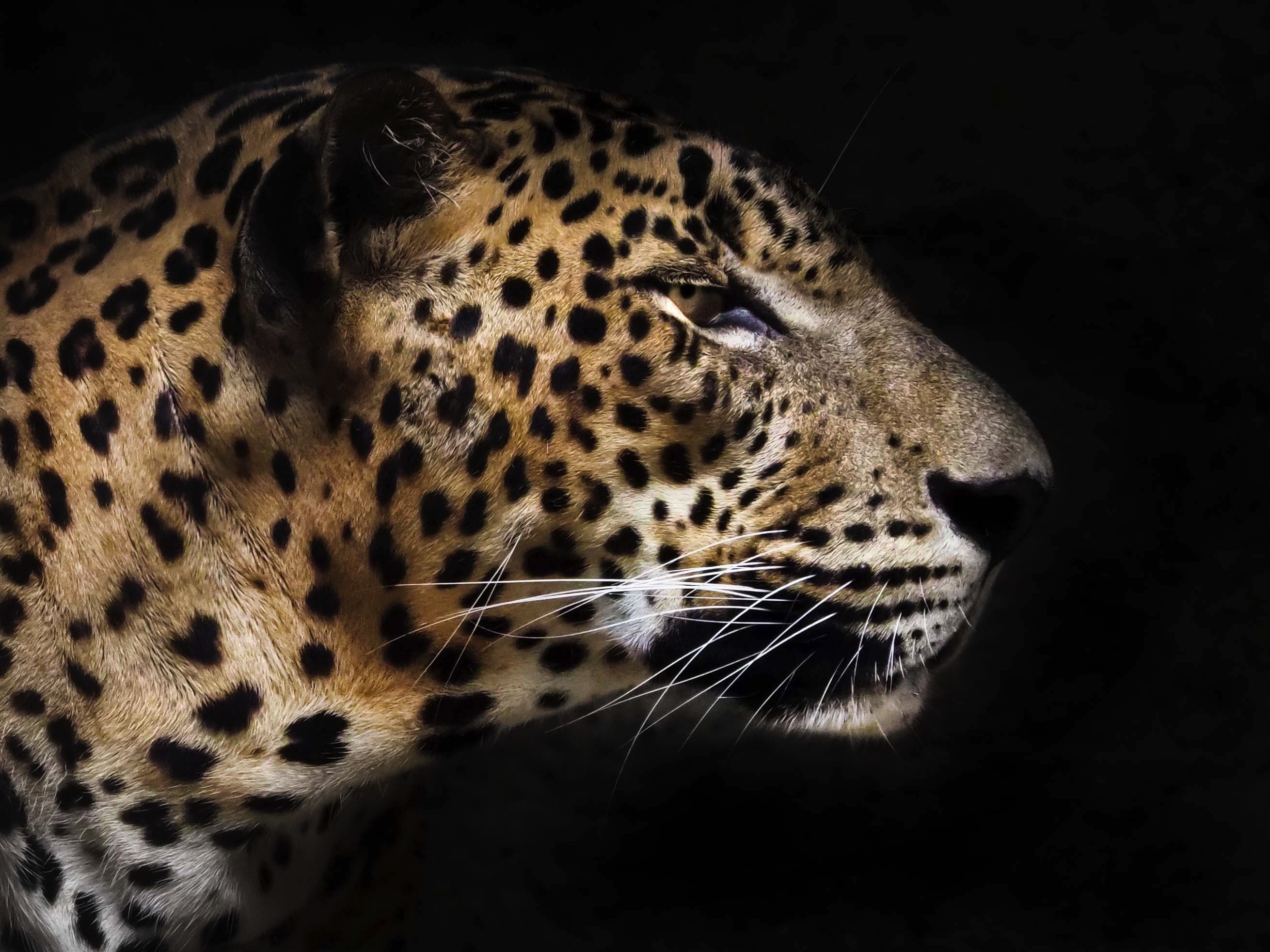 #Leopard; #animal #pantheratigris, Eka Novianto Nugroho