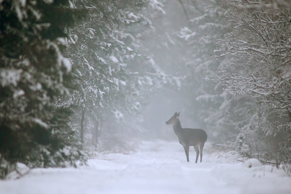 red deer, wildlife, forest, Wojciech Grzanka