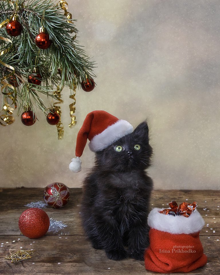 домашние животные, рождество, праздник, котенок,котонатюрморт, постановочное фото, Ирина Приходько