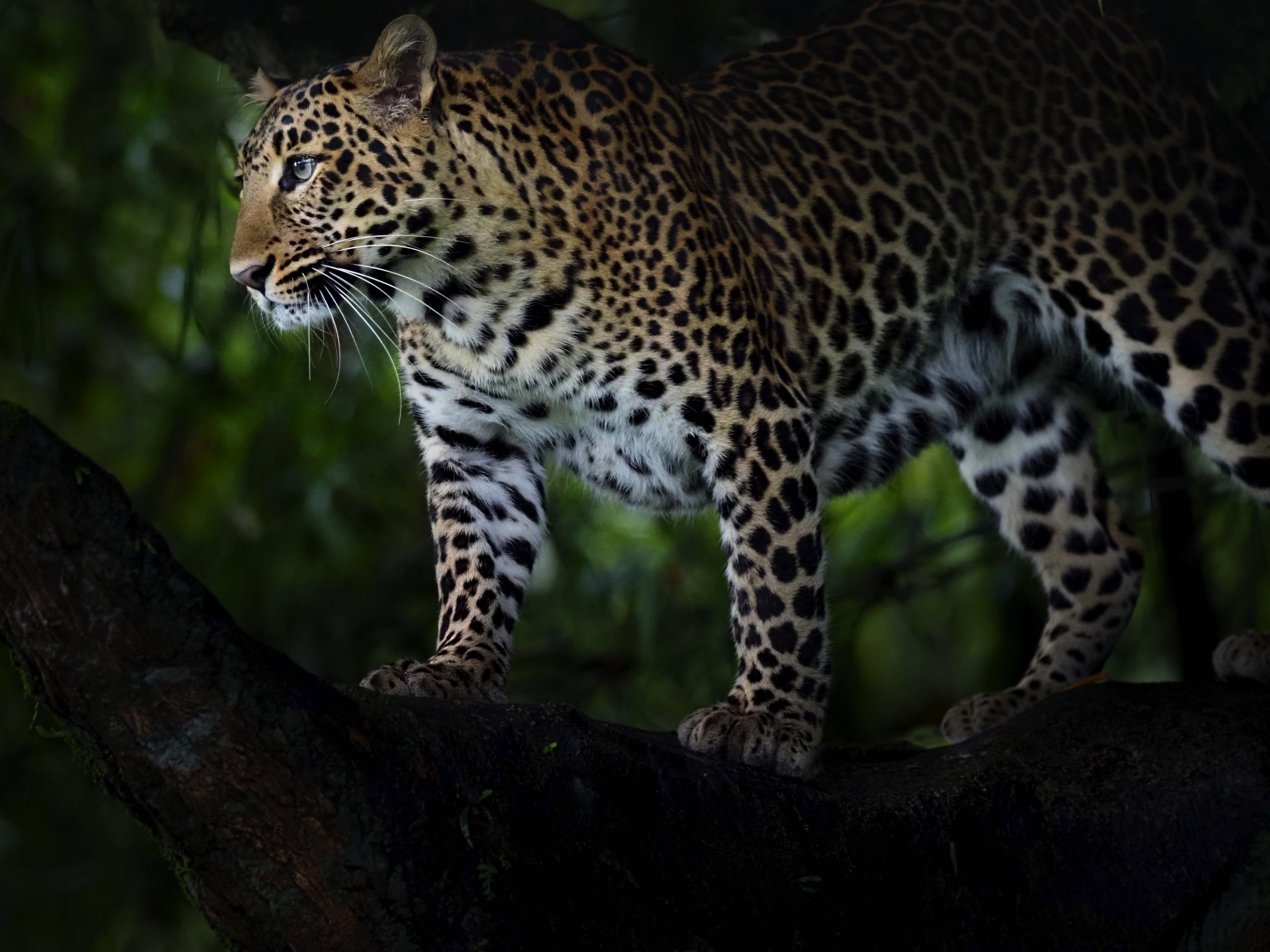 #panteratigris #leopard, Eka Novianto Nugroho