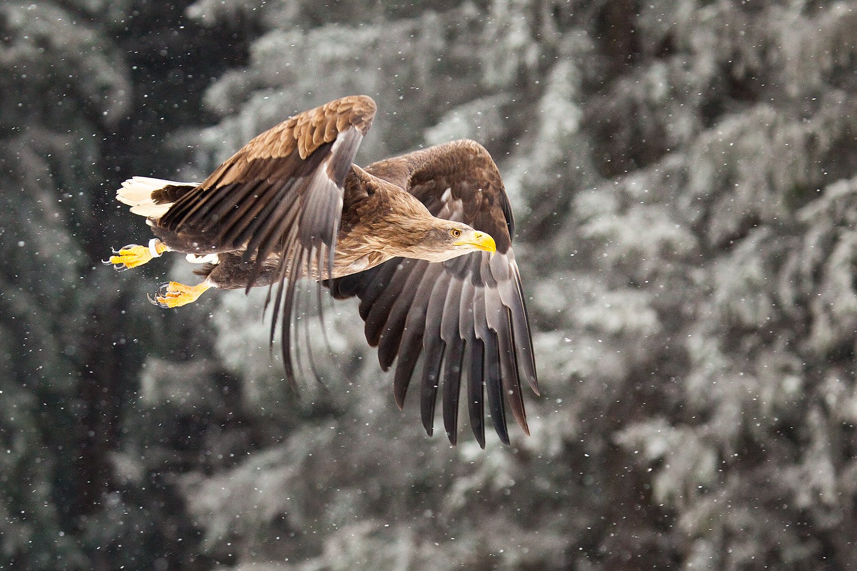 , Robert Adamec