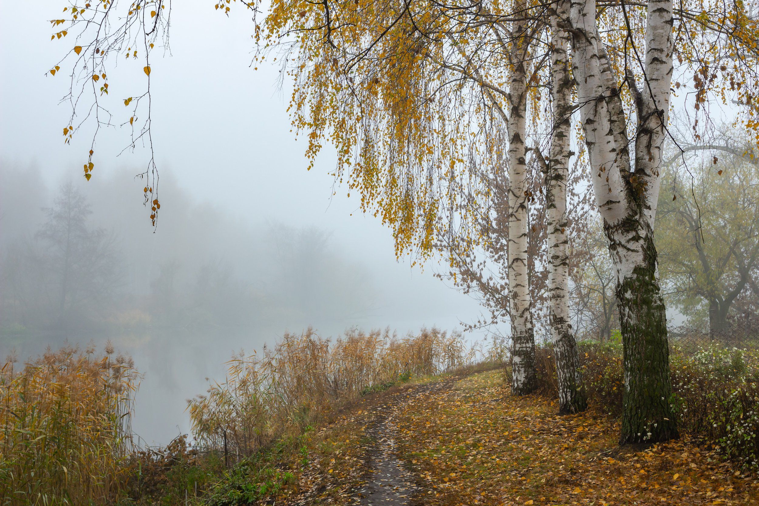 Облетевшей березке. Береза осень. Березы в тумане. Осень туман. Осенняя Березка.