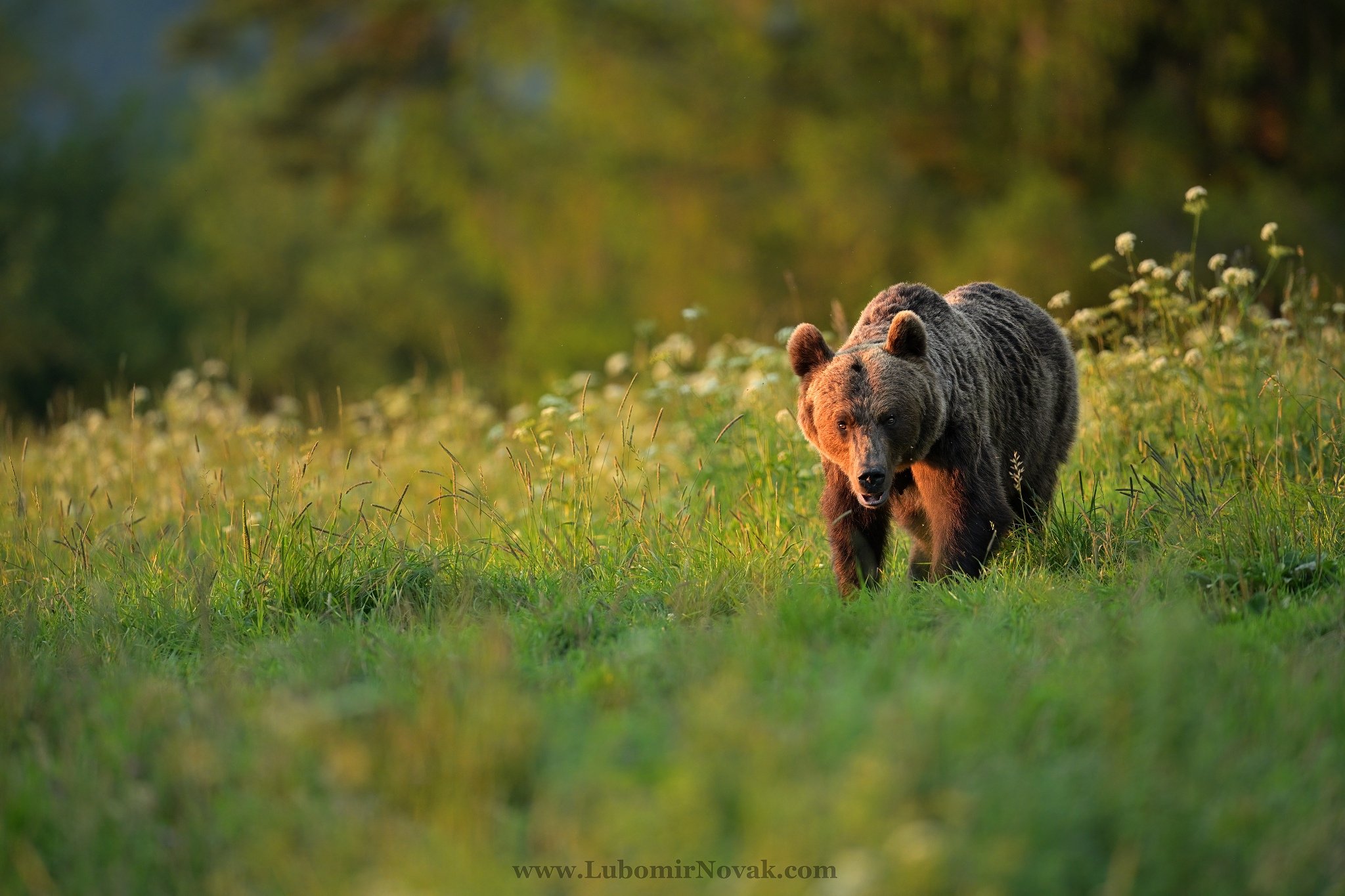 wildlife, bear, sunset, nature, ursus arctos, Ľubomír Novák ٿ