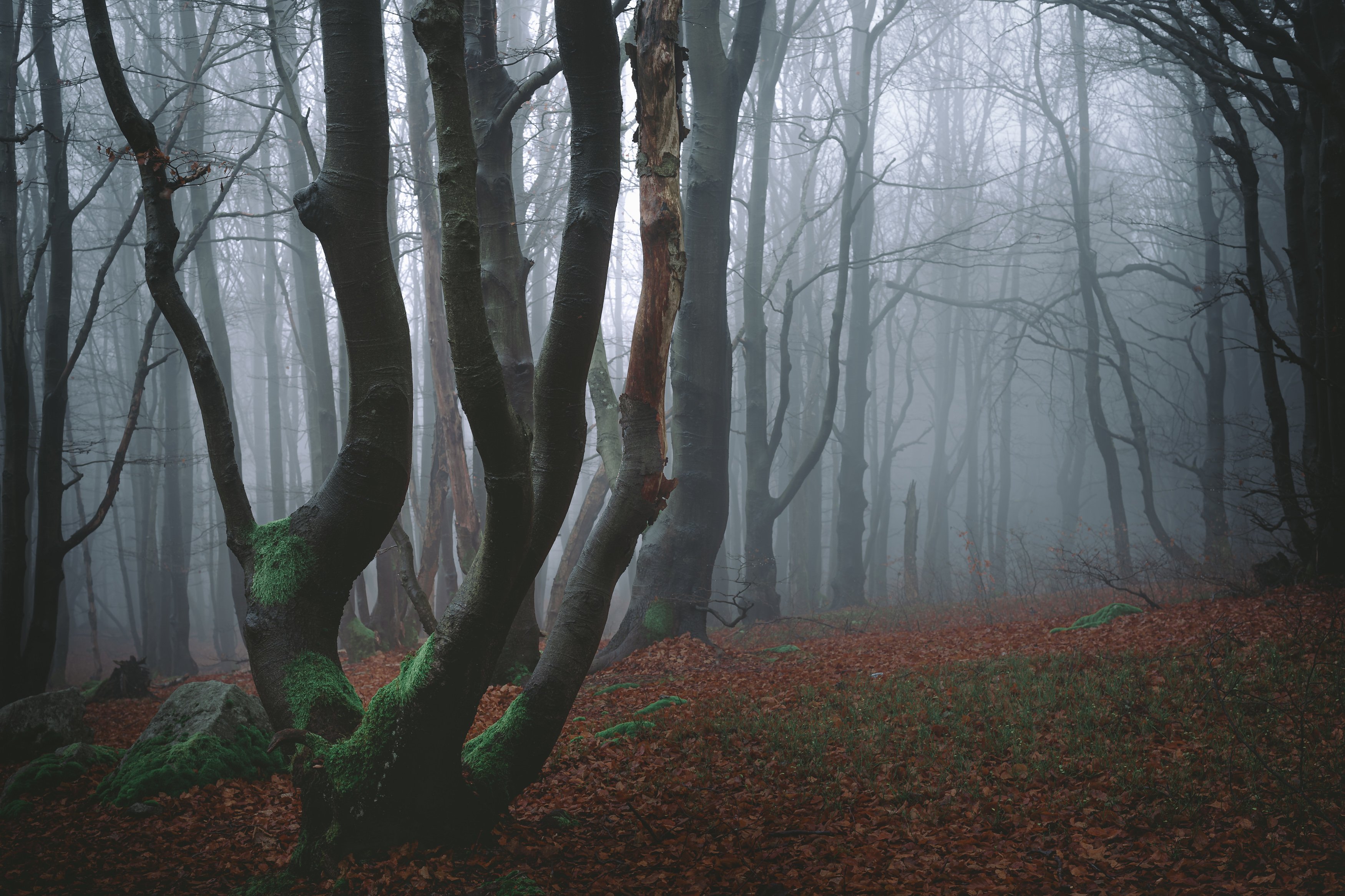 majestic, forest, autumn, fog, trees, rain, nikon, mountains, Tomasz Myśliński