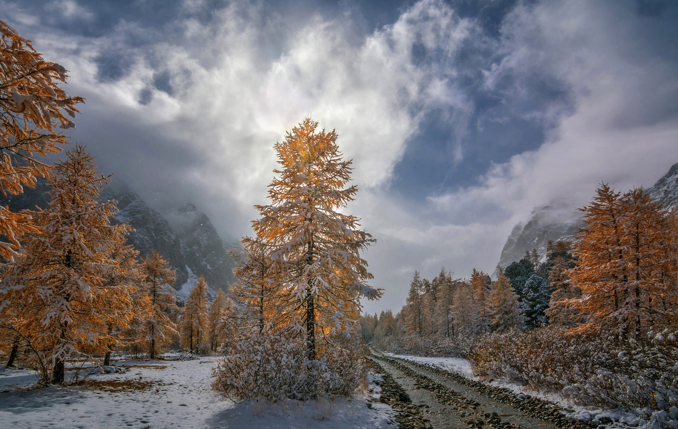горный алтай,осень,долина актру,лиственницы,снег,  lora_pavlova