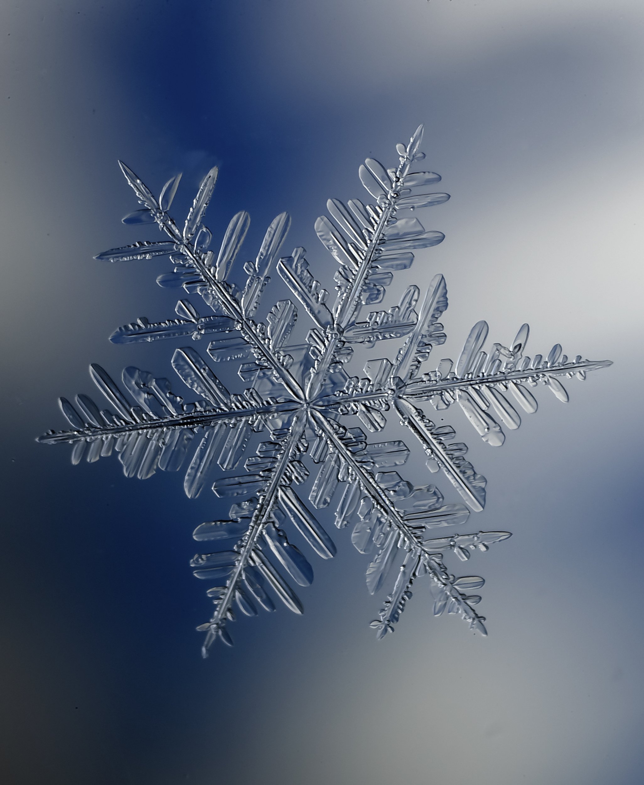 snowflake , снежинка, макро , macro , мороз ,снег, Алексей Козлов
