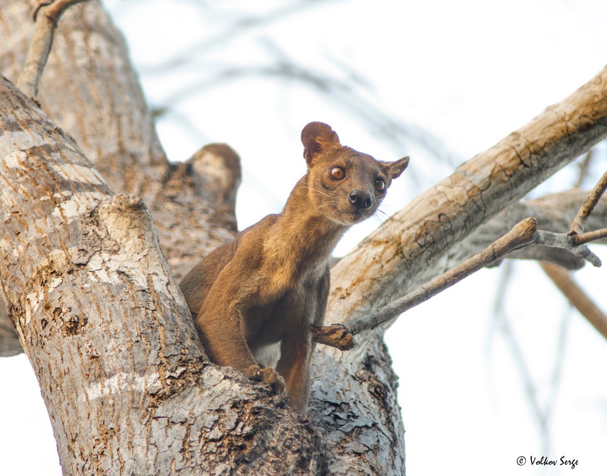 мадагаскар, живая природа, фосса, Cryptoprocta ferox, fossa, Eupleridae, madagascar, фотоохота, wildlife, Сергей Волков