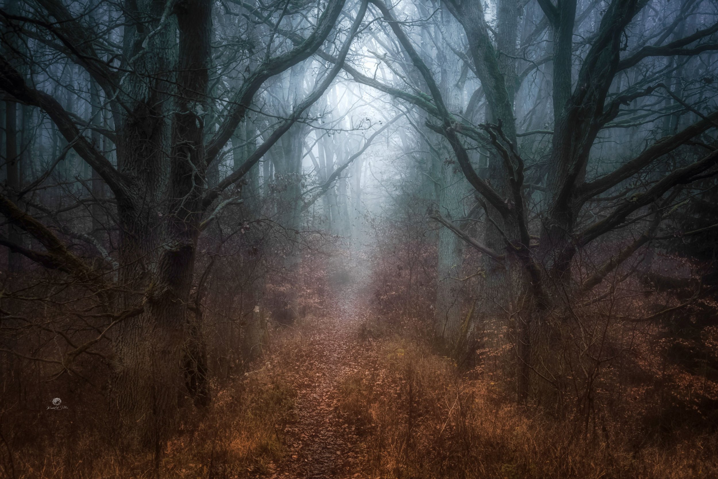  las, leśna droga, jesień, mgła, atmosfera, drzewa, liście jesienne, światło, nikon, świt, Krzysztof Tollas