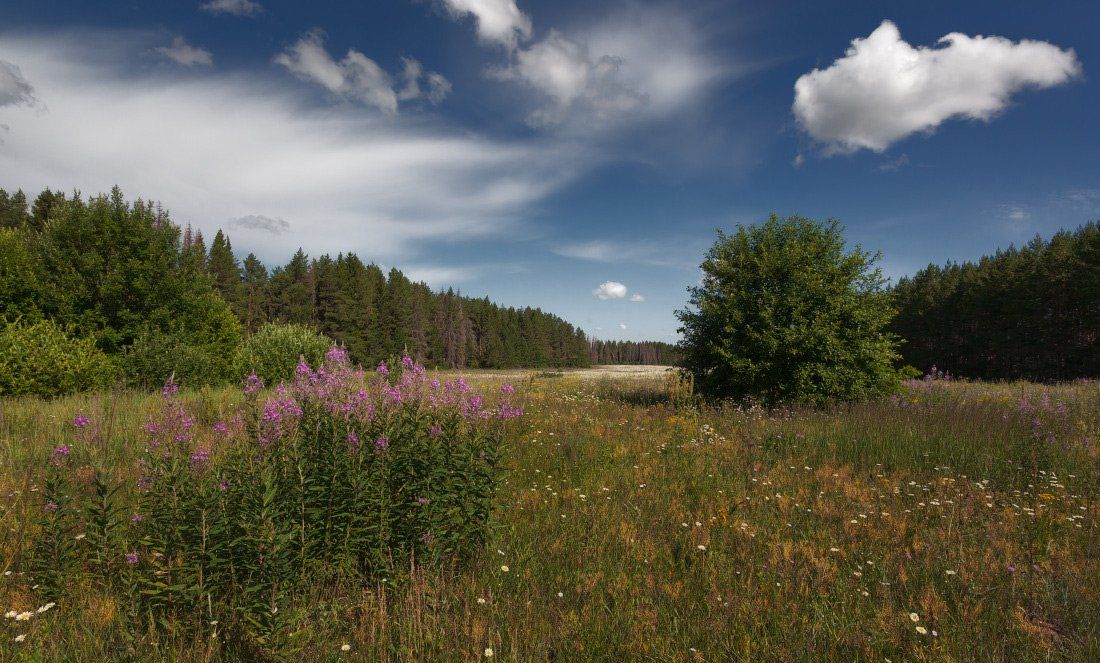 поляна, трава, цветы, деревья, лес, облака, лето, Георгий Машковцев