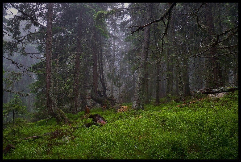 bulgaria, vitosha, Svetoslav